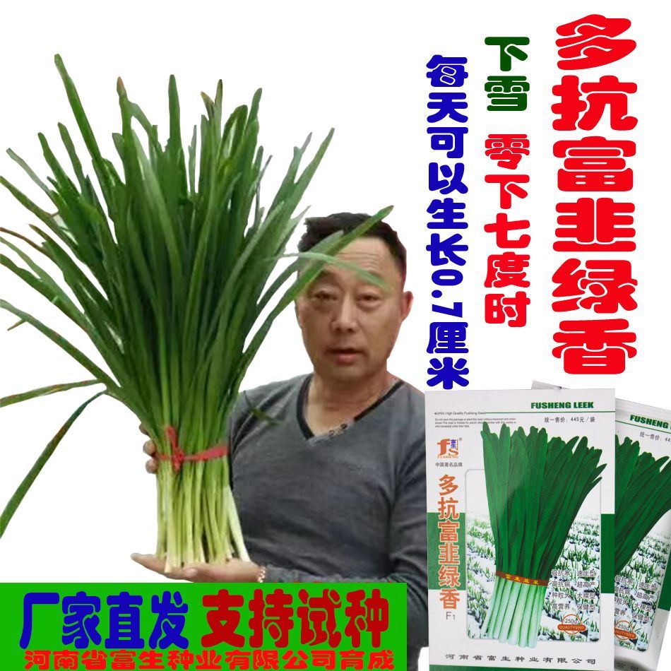 河南扶沟县韭菜种子 多抗富韭绿香f1 耐寒零下七度能生长 宽叶 长茎