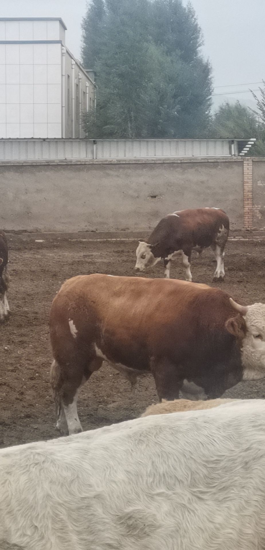 [牛批发]牛 1000斤以上 公牛 价格8.5元/斤 惠农网