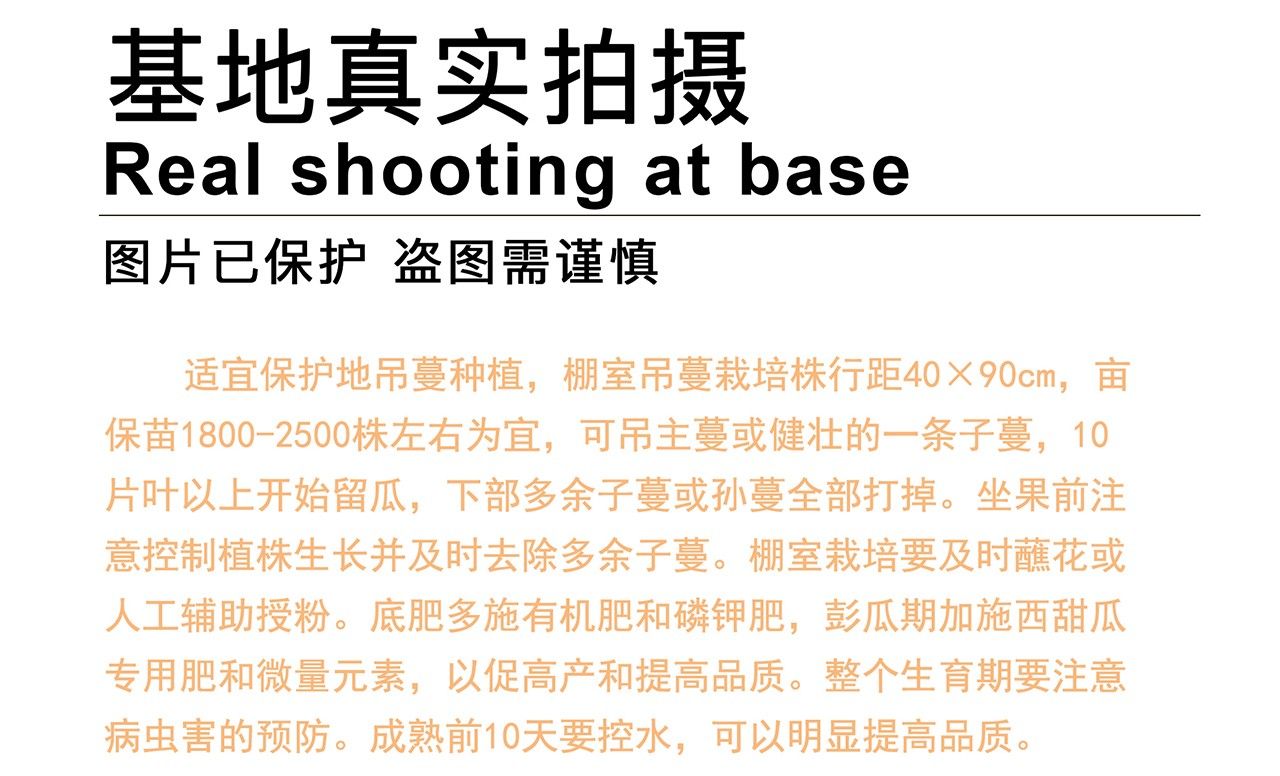 中科蜜五号哈密瓜种子源自新疆含糖22酥脆多汁