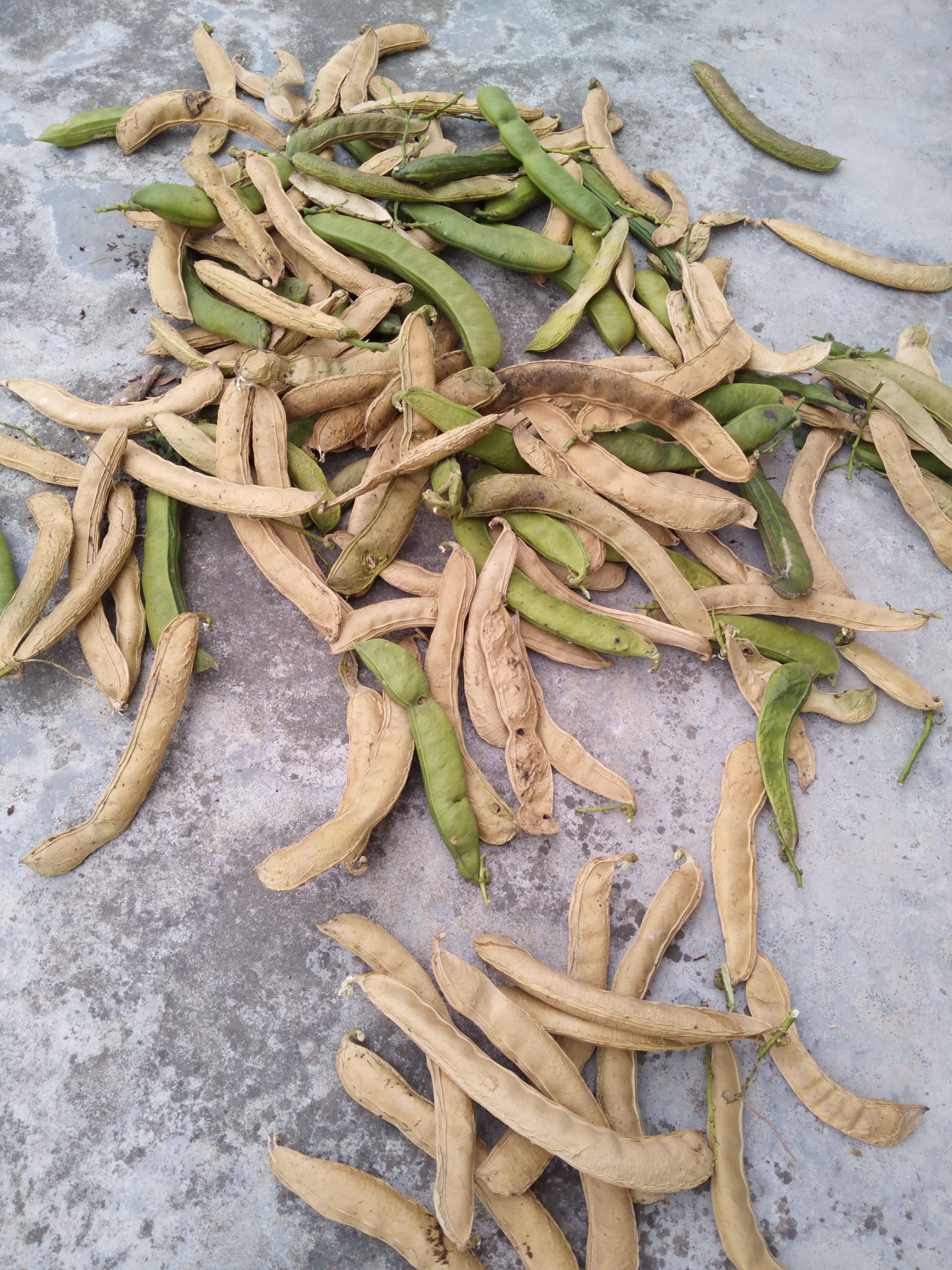 豌豆荚 刀豆