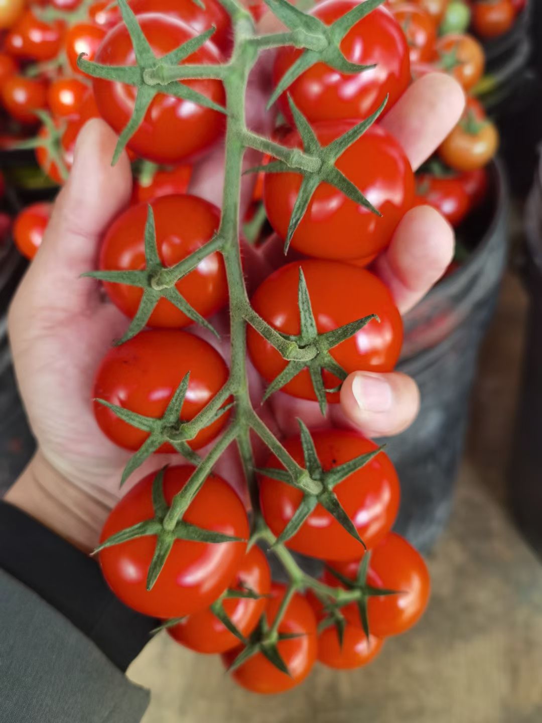 串番茄 山东寿光优质串红小西红柿 大量供应
