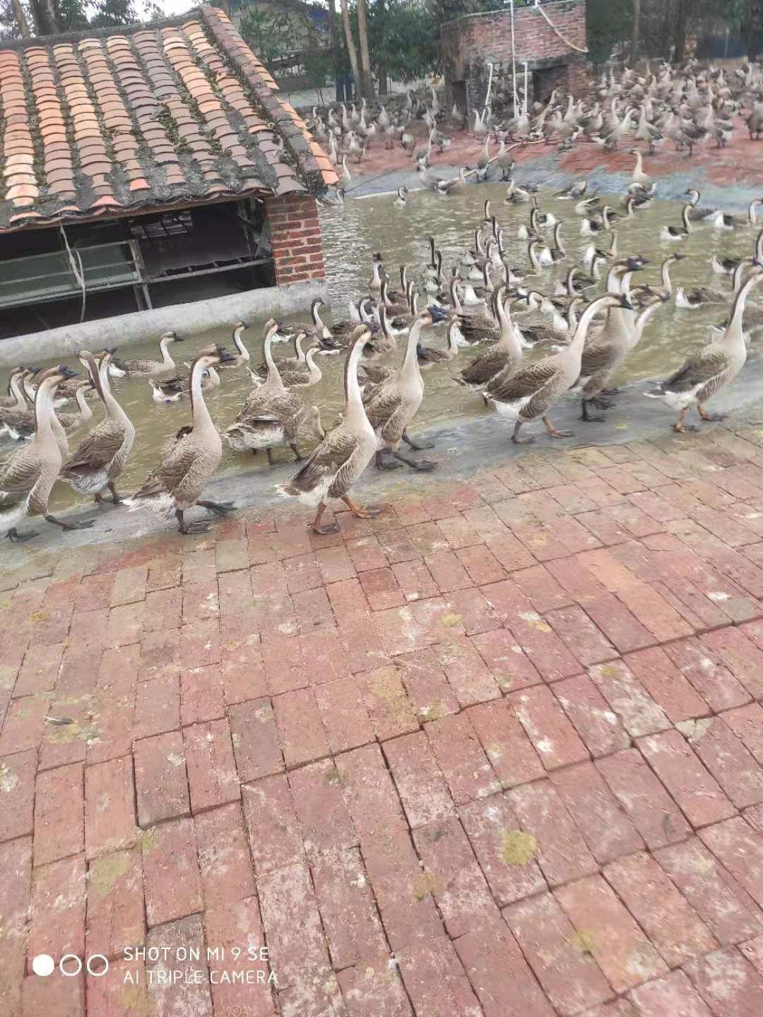 钢鹅广东马岗鹅灰鹅淘汰老鹅乸