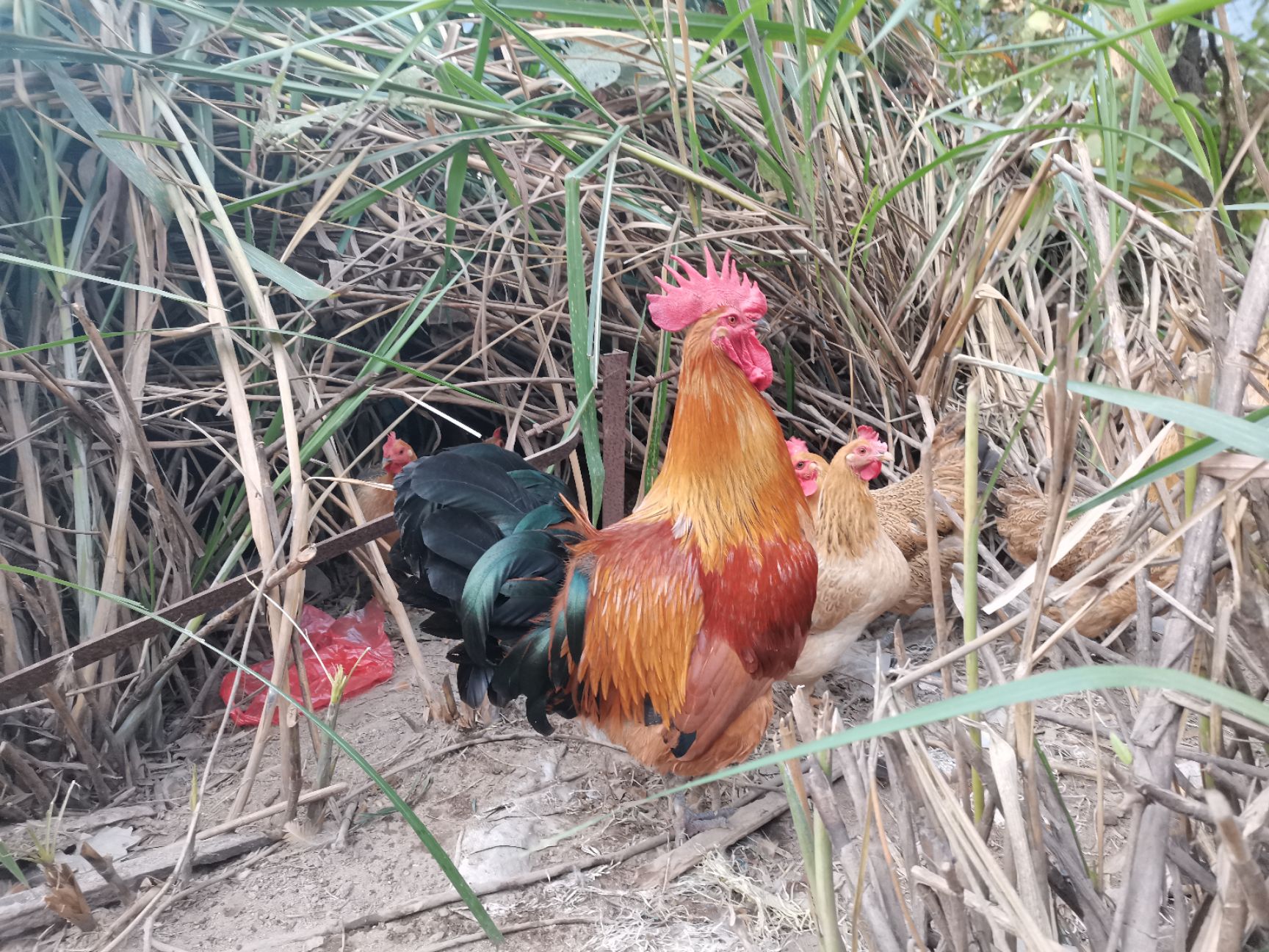 大红公鸡 红瑶大公鸡.色艳味佳,价惠名鸡