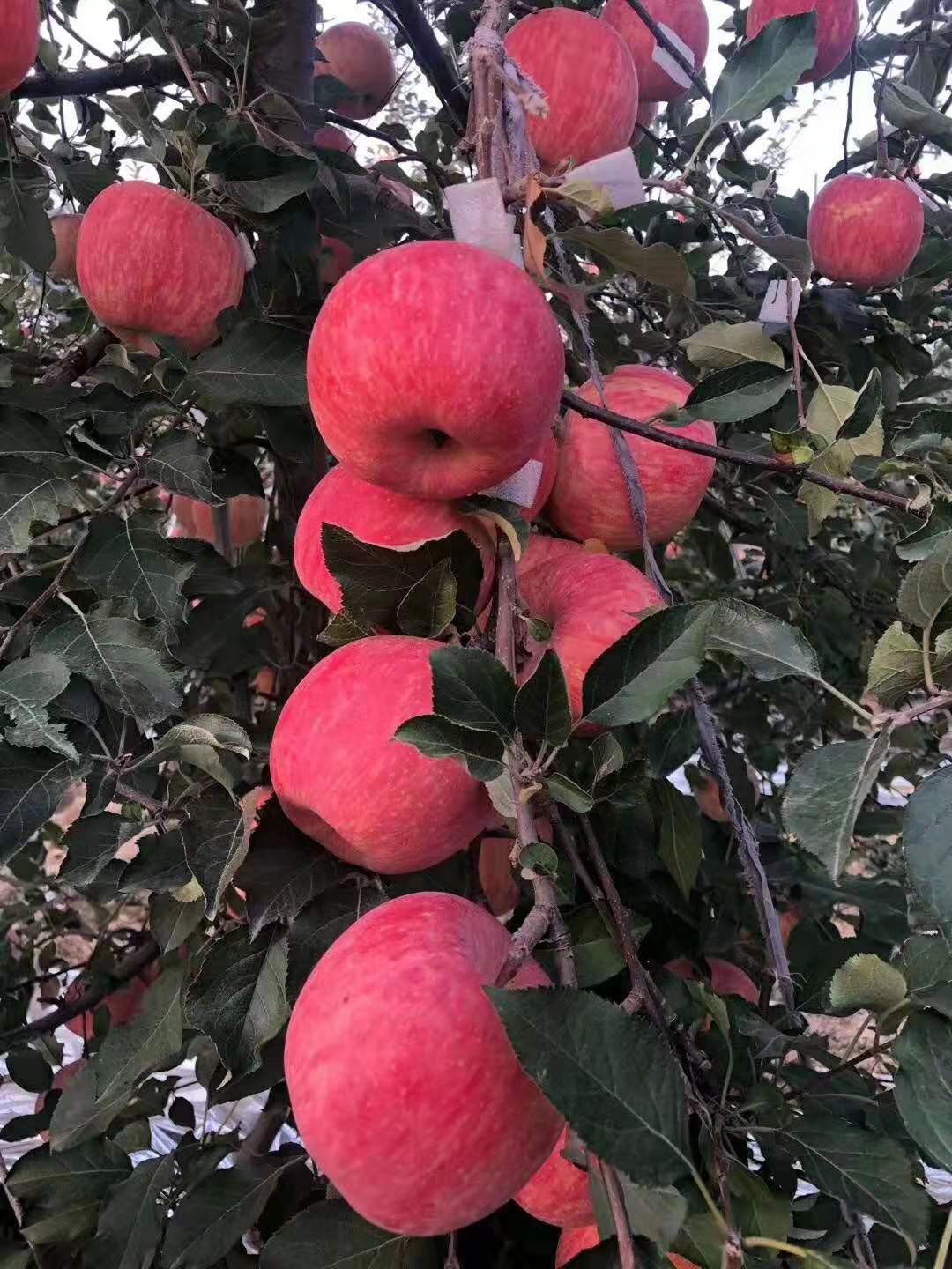 苹果苗众成三号,苹果苗众成一号,基地发货现挖现卖.1~3年苗