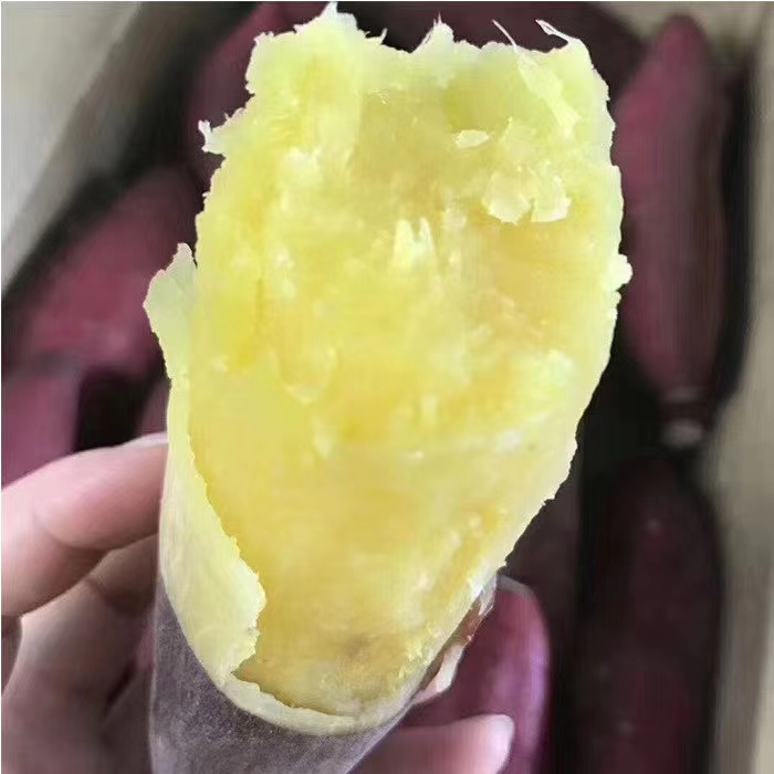 板薯 陕西长条板栗红薯白瓤黄瓤干面甜