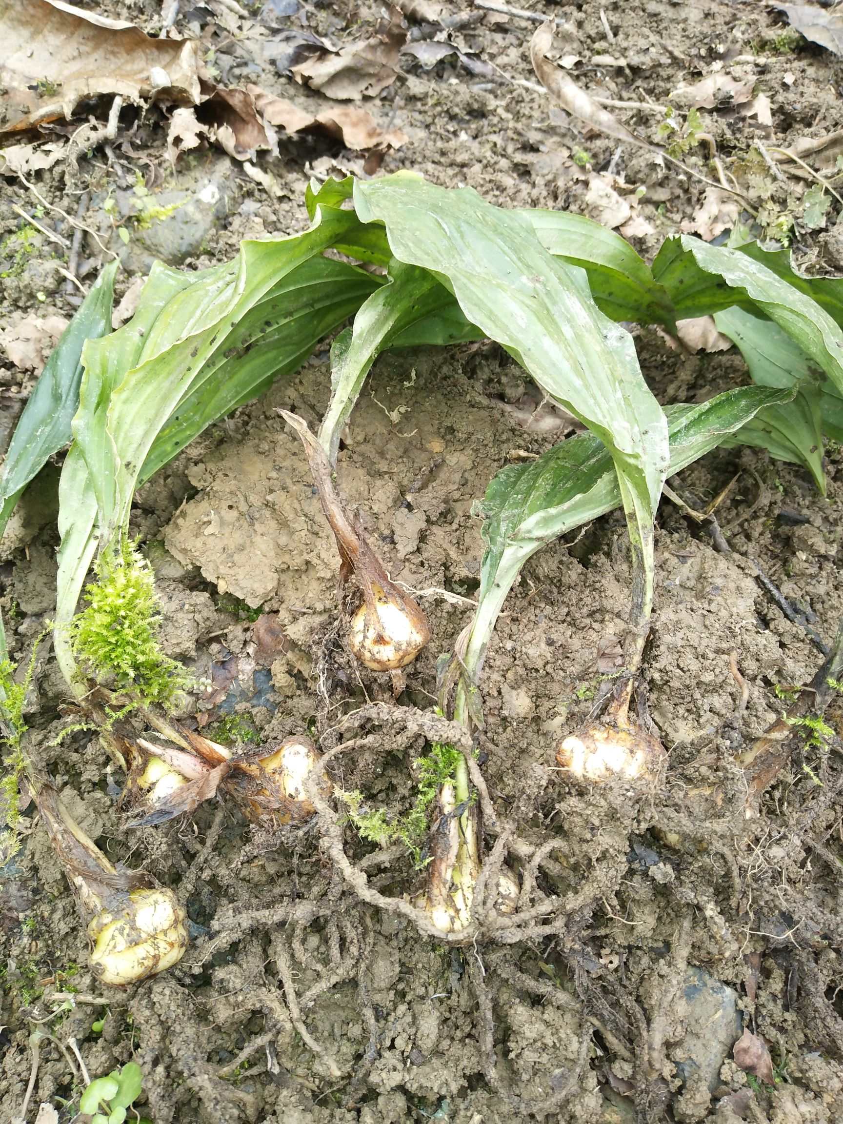 慈菇毛茨菇