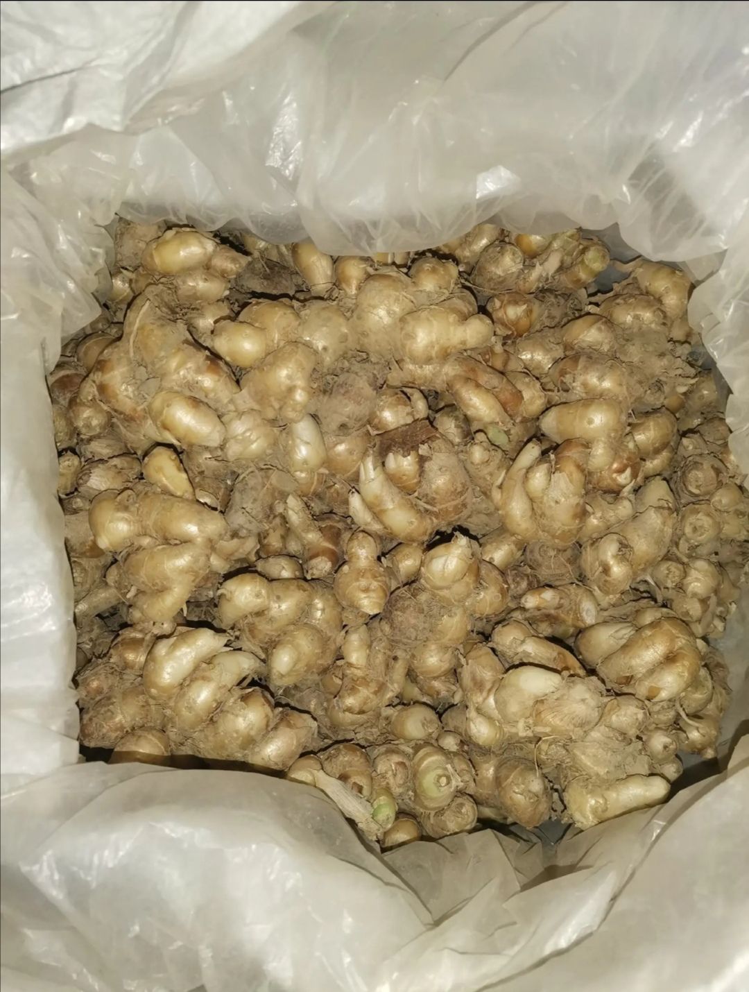广东沙姜