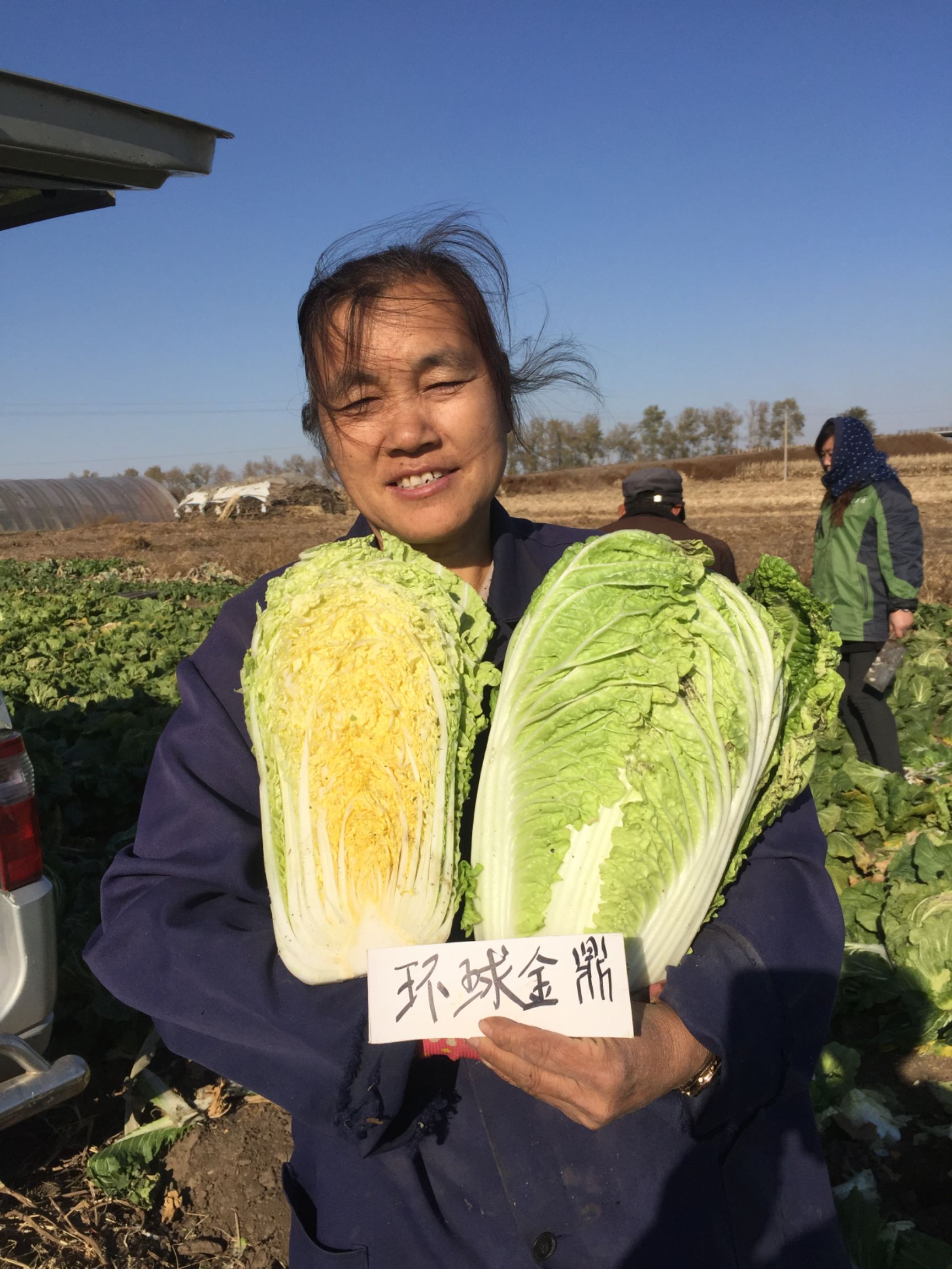 黄心白菜种子 大白菜种子黄心菜高产抗病性好口感好耐寒环球金鼎包邮