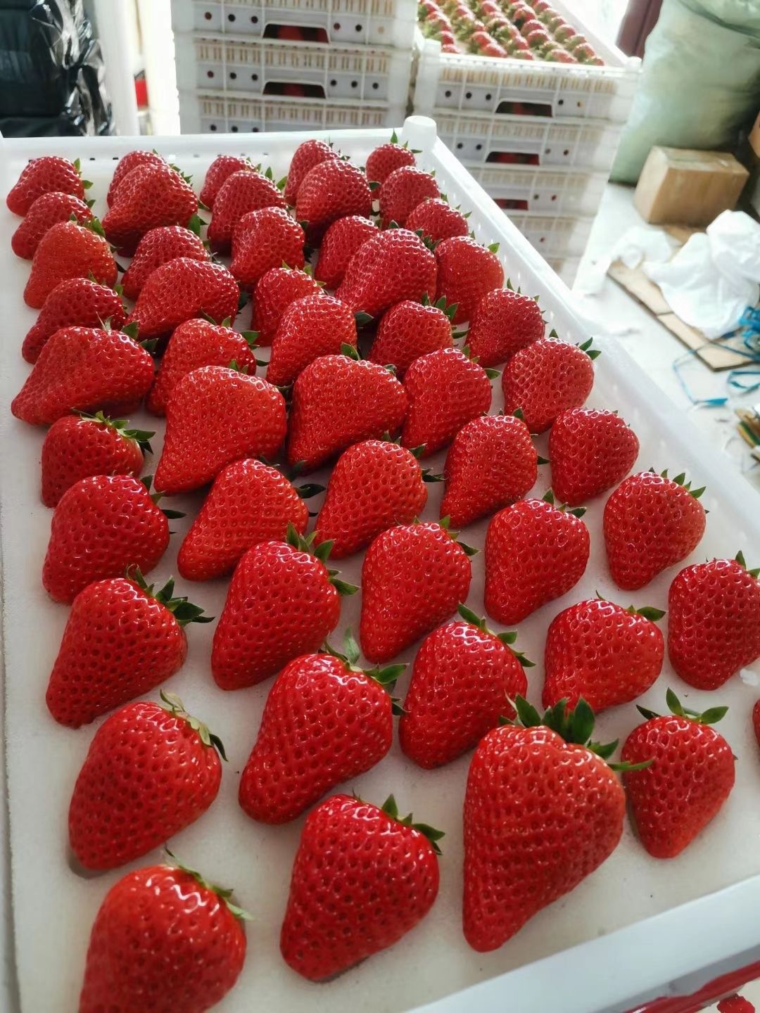 九九草莓正宗丹东99牛奶草莓现摘现发保证质量