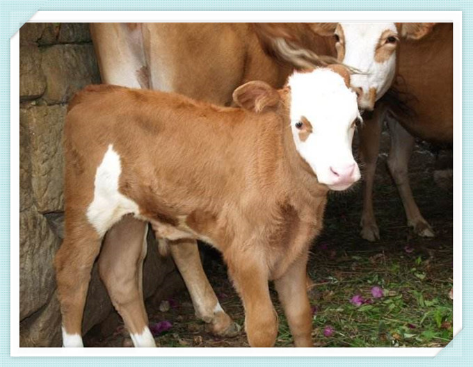 西门塔尔牛犊活体小牛犊肉牛犊活牛出售纯种西门塔尔小牛犊子 3800.