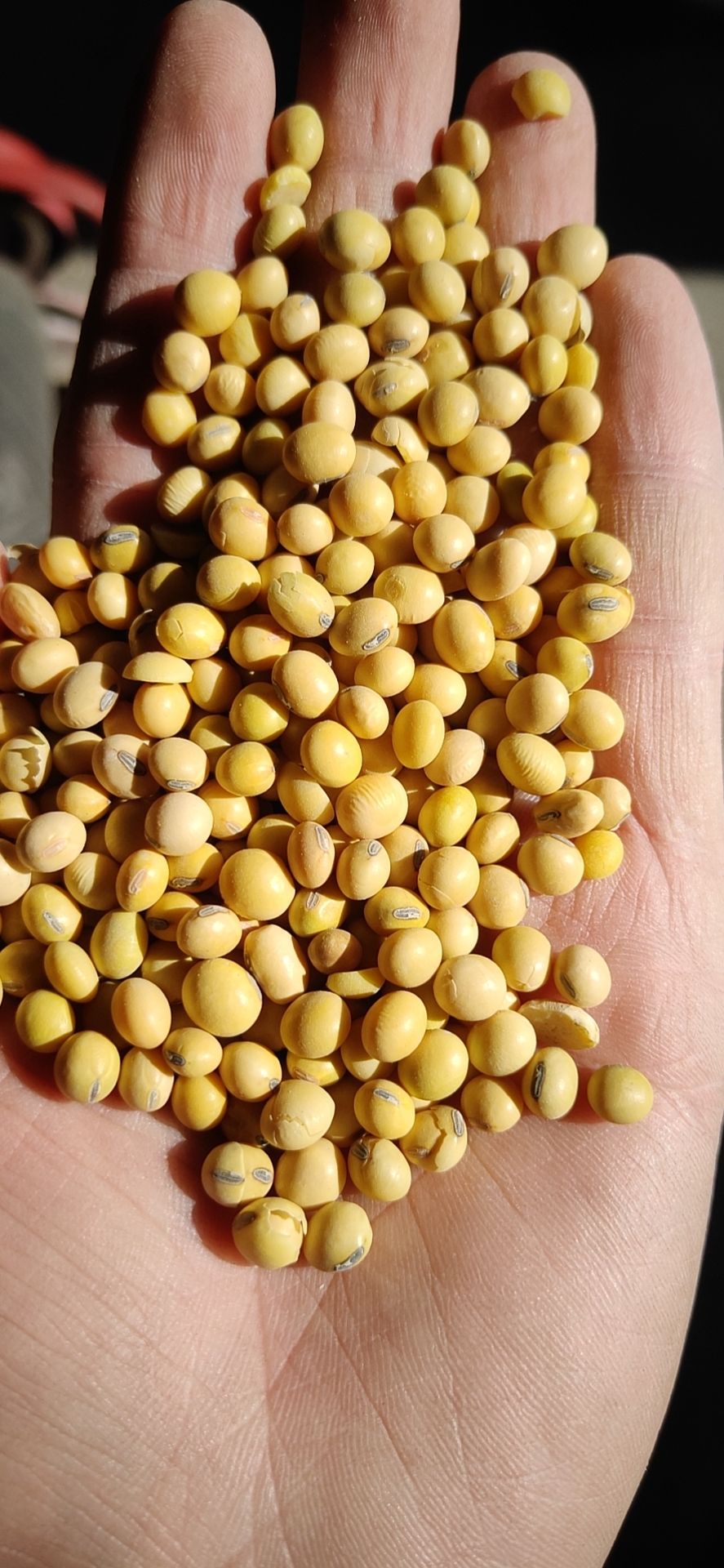 黄大豆美湾乌拉圭一级新豆净粮各种大豆榨油豆养殖饲料