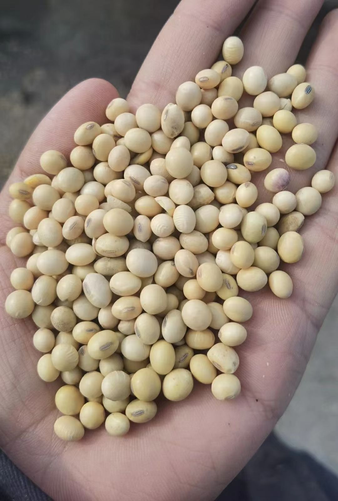 黄大豆美湾乌拉圭一级新豆净粮各种大豆榨油豆养殖饲料