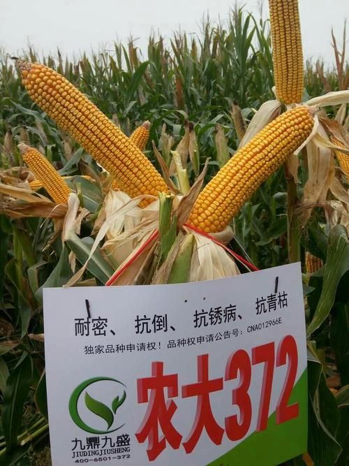 农大372玉米种子 农大372耐高温,耐密植不花粒