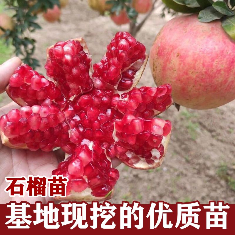 蒙阳红石榴苗 突尼斯石榴树苗个大颗粒饱满南北方种植