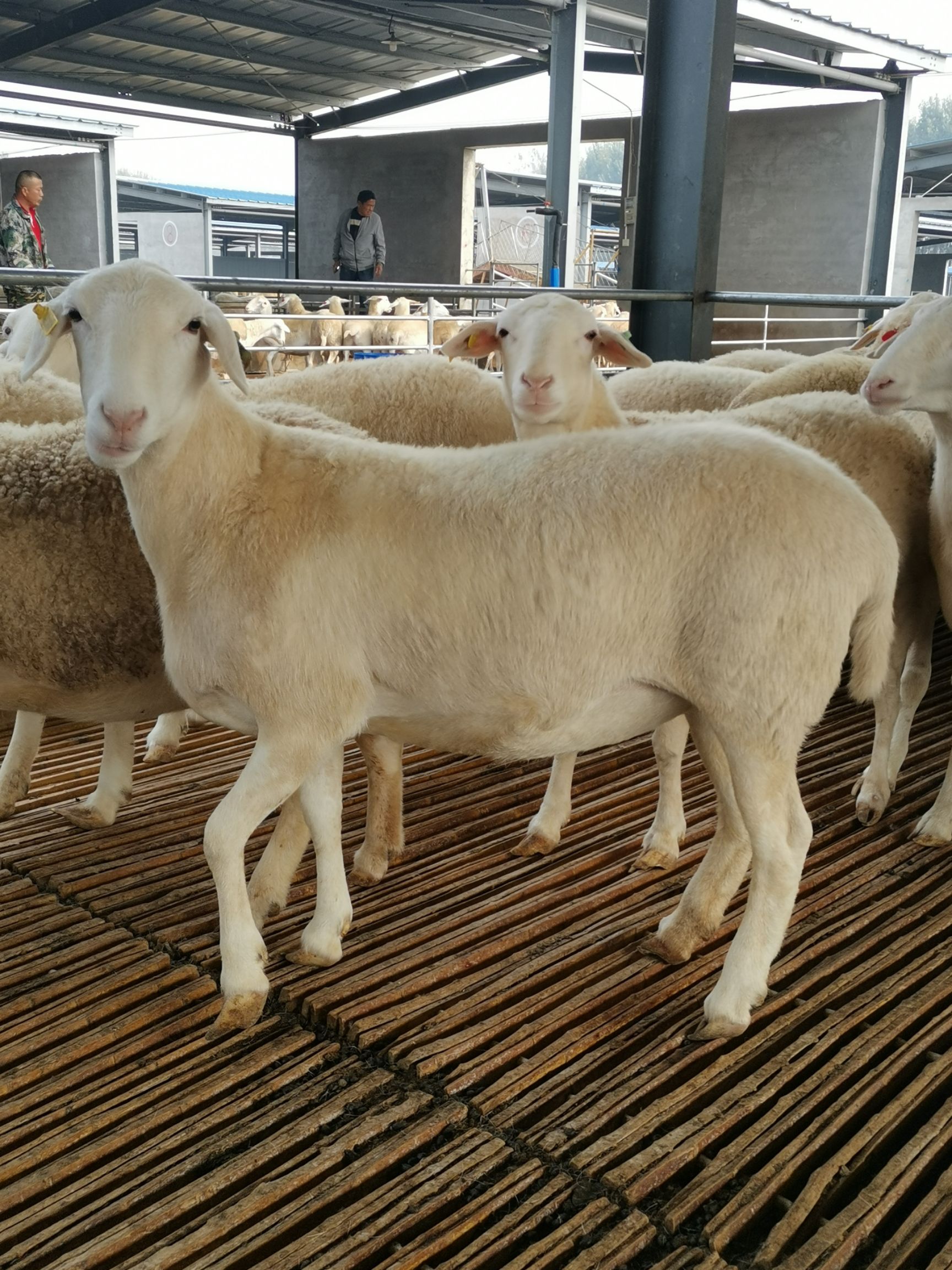 澳洲白绵羊 澳寒杂交澳洲白和小尾寒羊改良