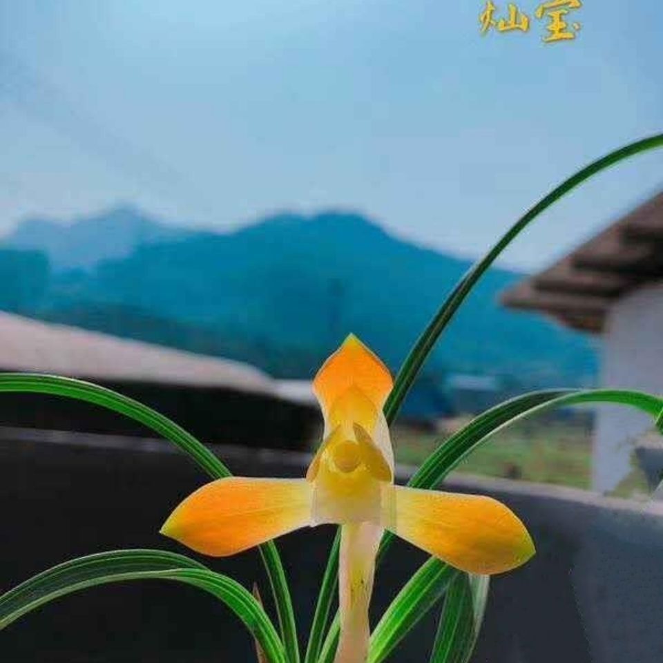 兰花春兰日本经典转色朱金素香型《灿宝 450.00 元/株