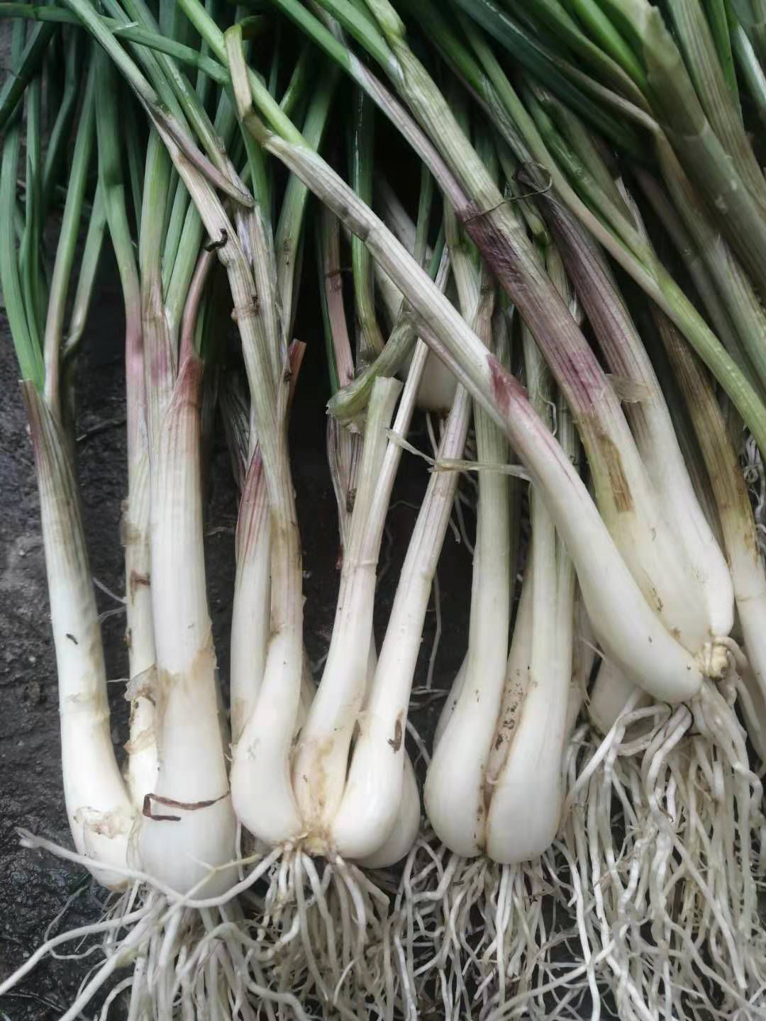 长柄藠头 荞苗藠苗