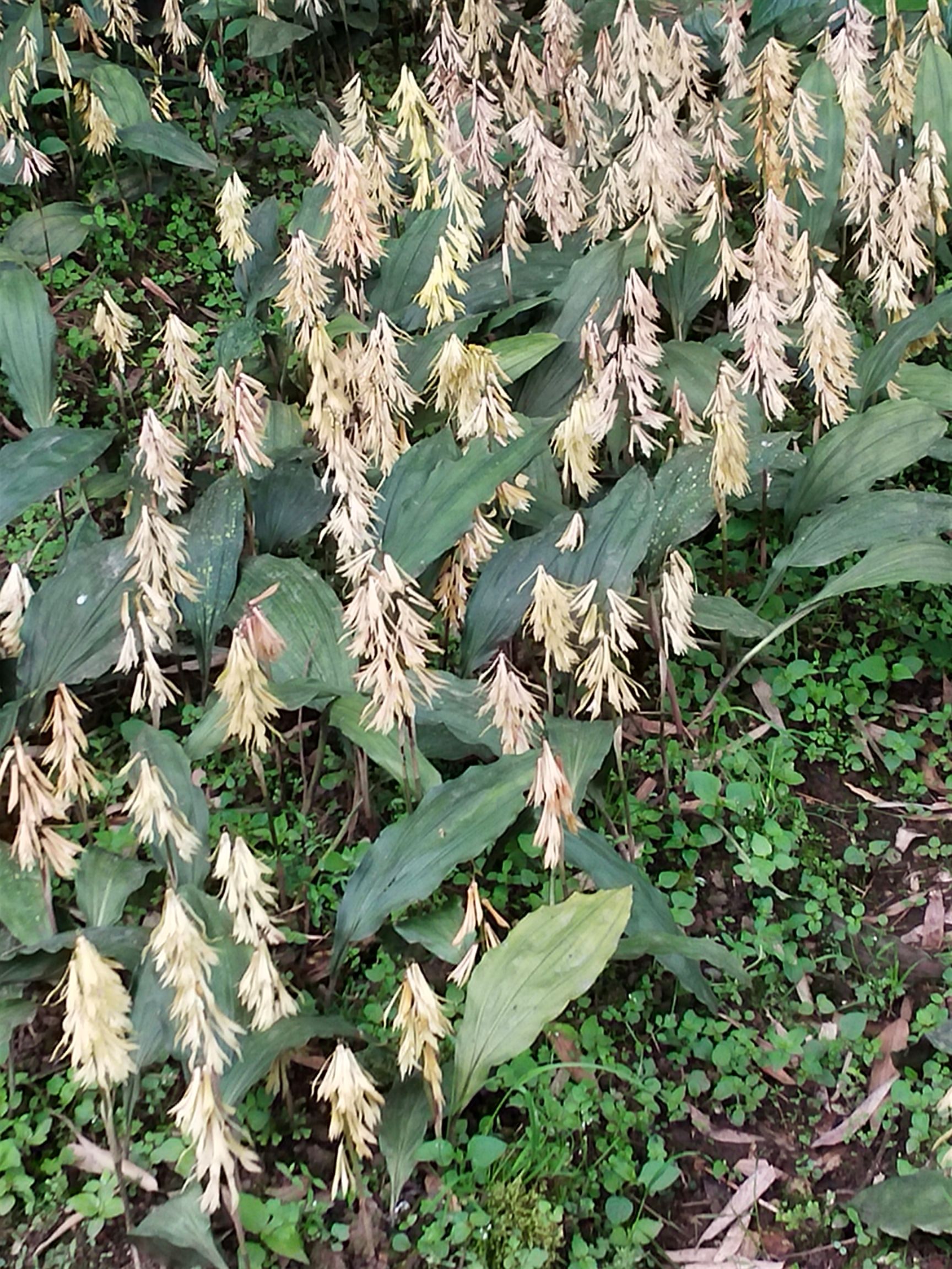 山慈菇,毛慈菇高产品种