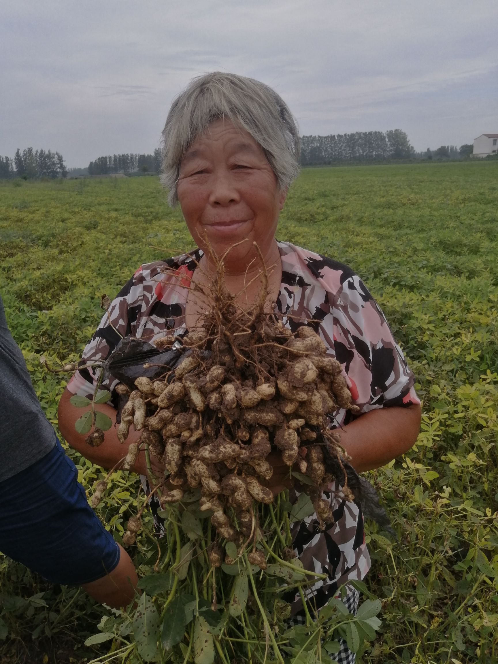 [带壳花生批发]带壳花生 吨花一号,产量高,抗病能力强