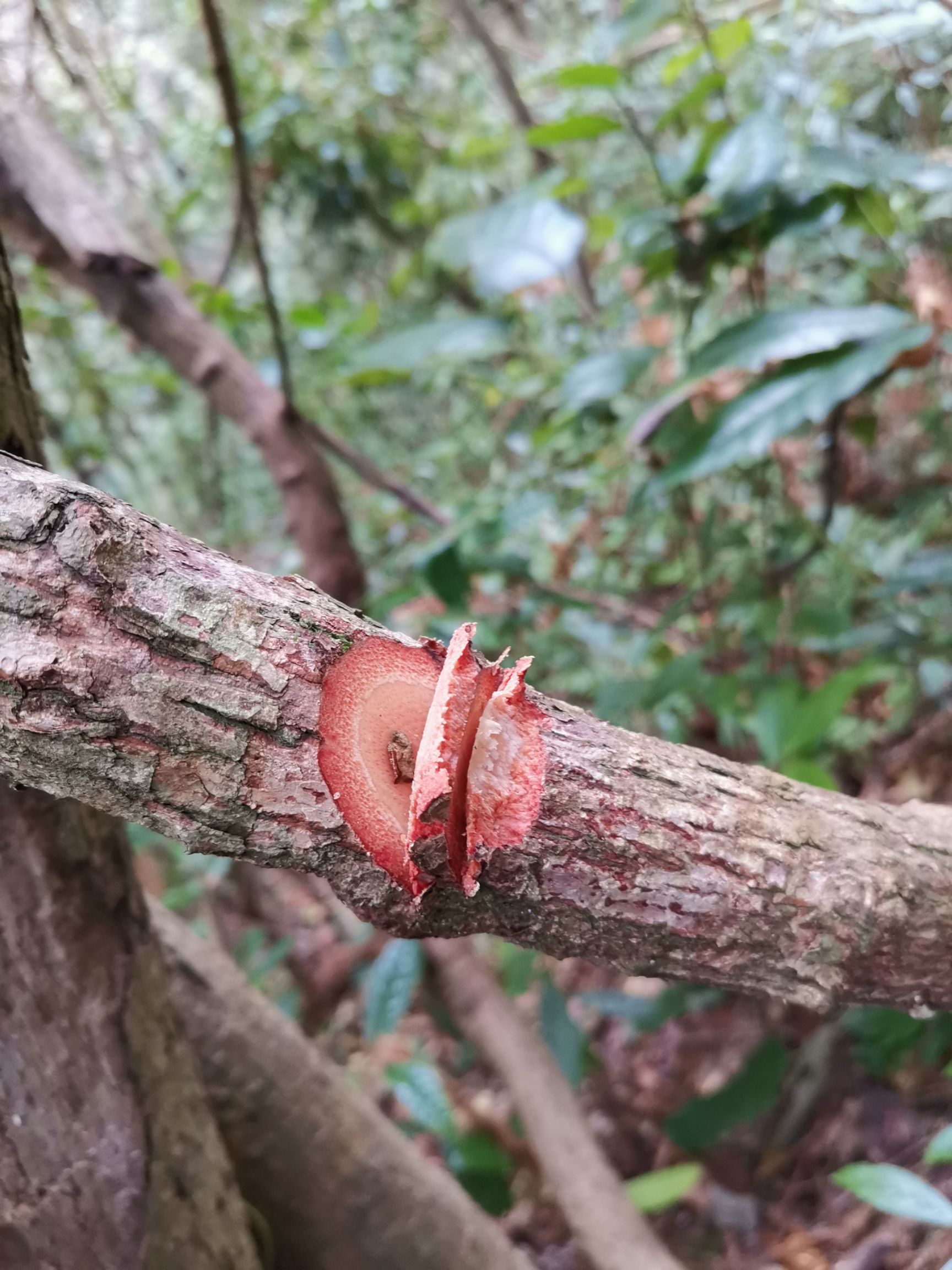 红藤 各种中药材