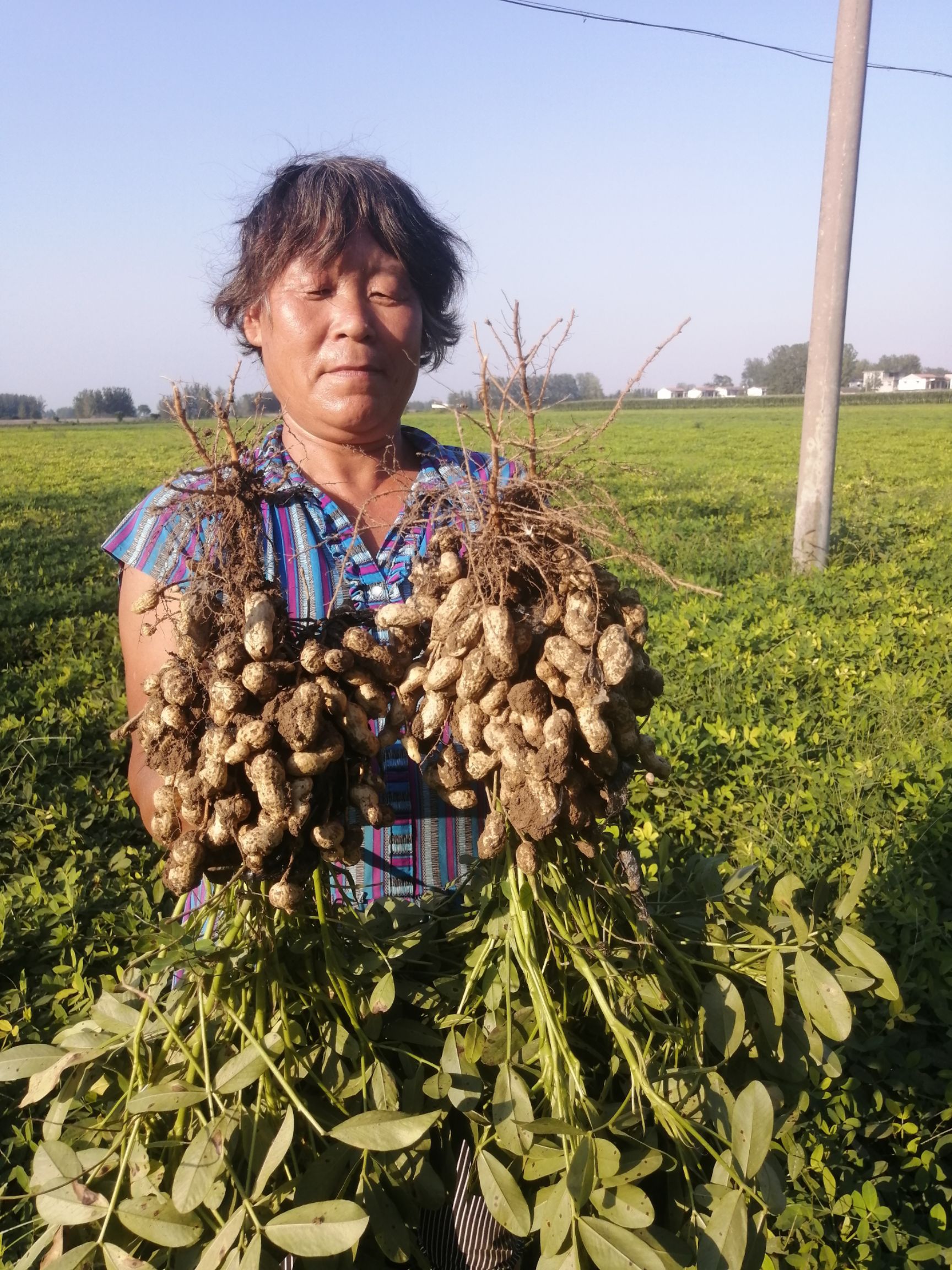 [带壳花生批发]带壳花生 吨花一号,产量高,抗病能力强