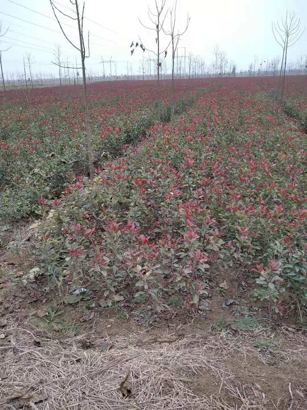 火焰红 红叶石楠