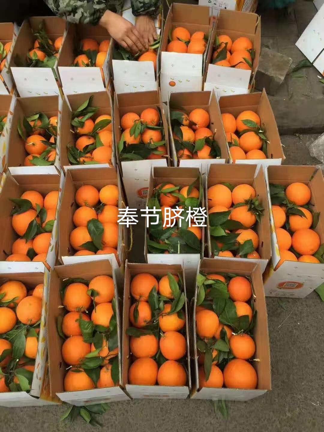 [脐橙批发]奉节脐橙 地头通货 价格2元/斤 - 惠农网