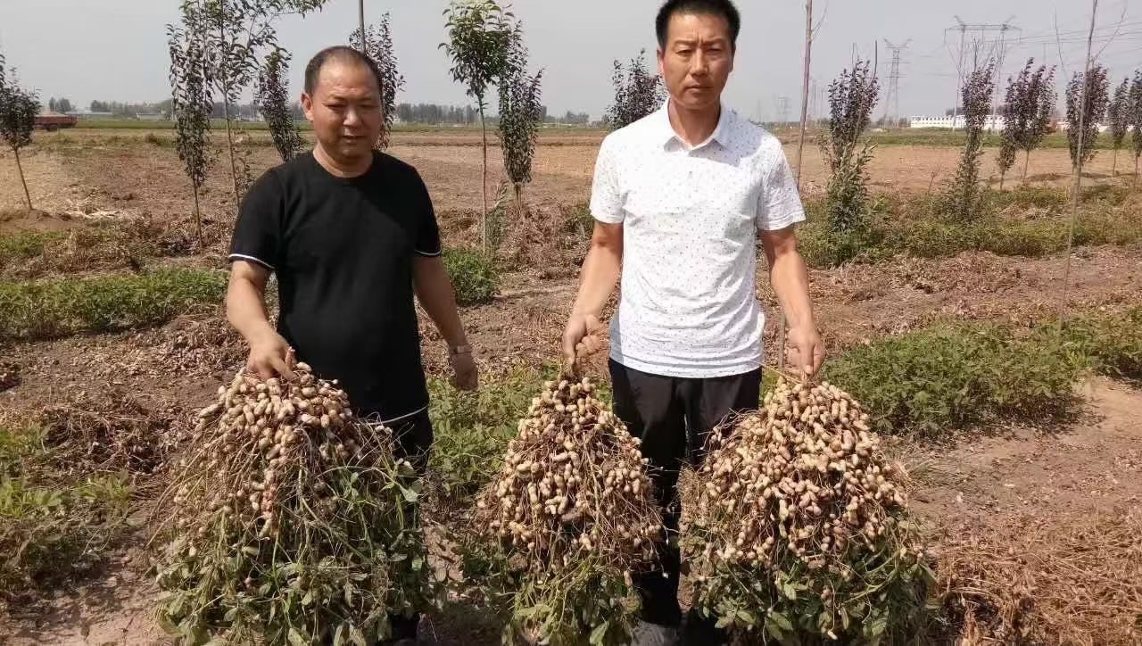 [带壳花生批发]带壳花生 吨花一号,产量高,抗病能力强