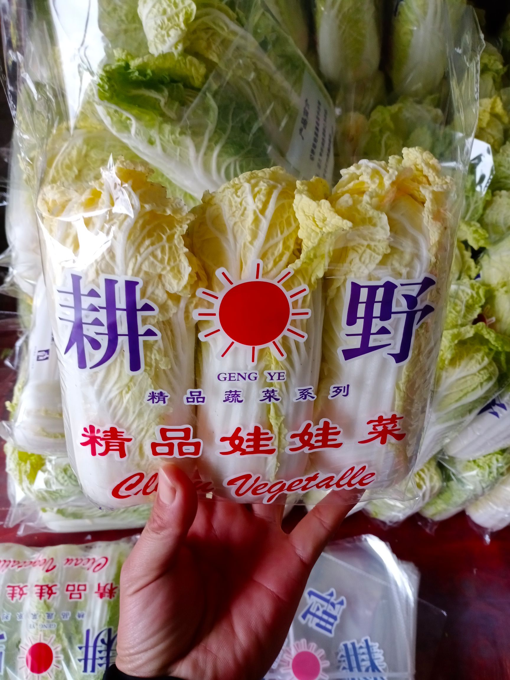 大量供应优质娃娃菜毛菜大娃小娃支持各种规格包装