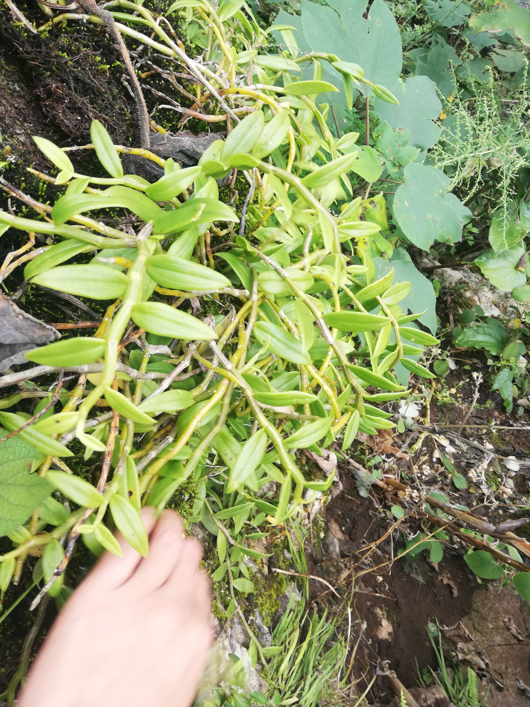 贵州山区现采新鲜 生 美花石斛(小黄草)一手货源 价格面议