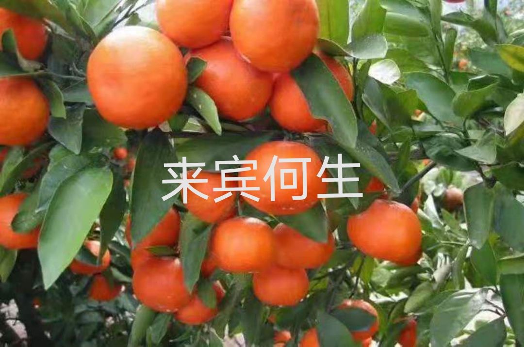 小原红早生柑橘苗