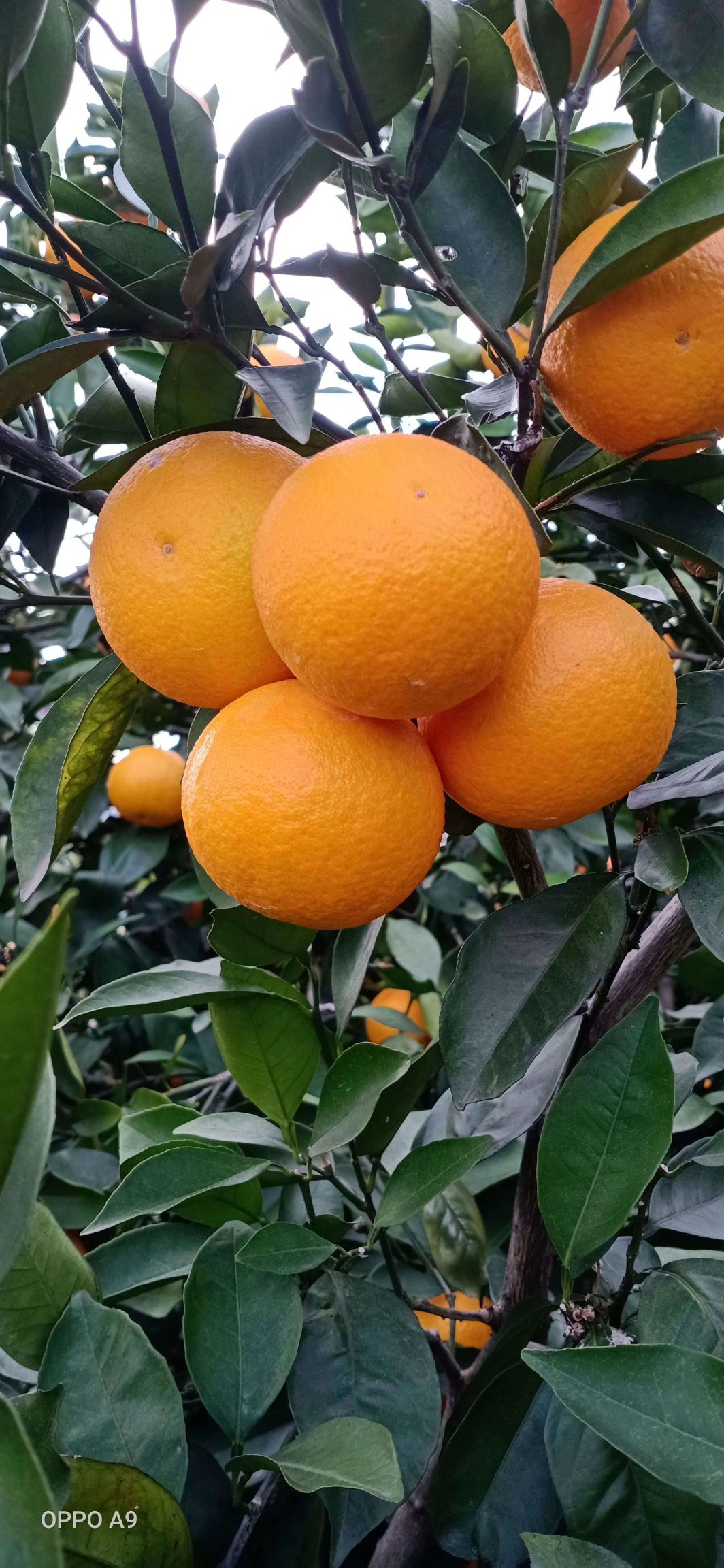 广西桂林蜜香橙新鲜应季水果采摘