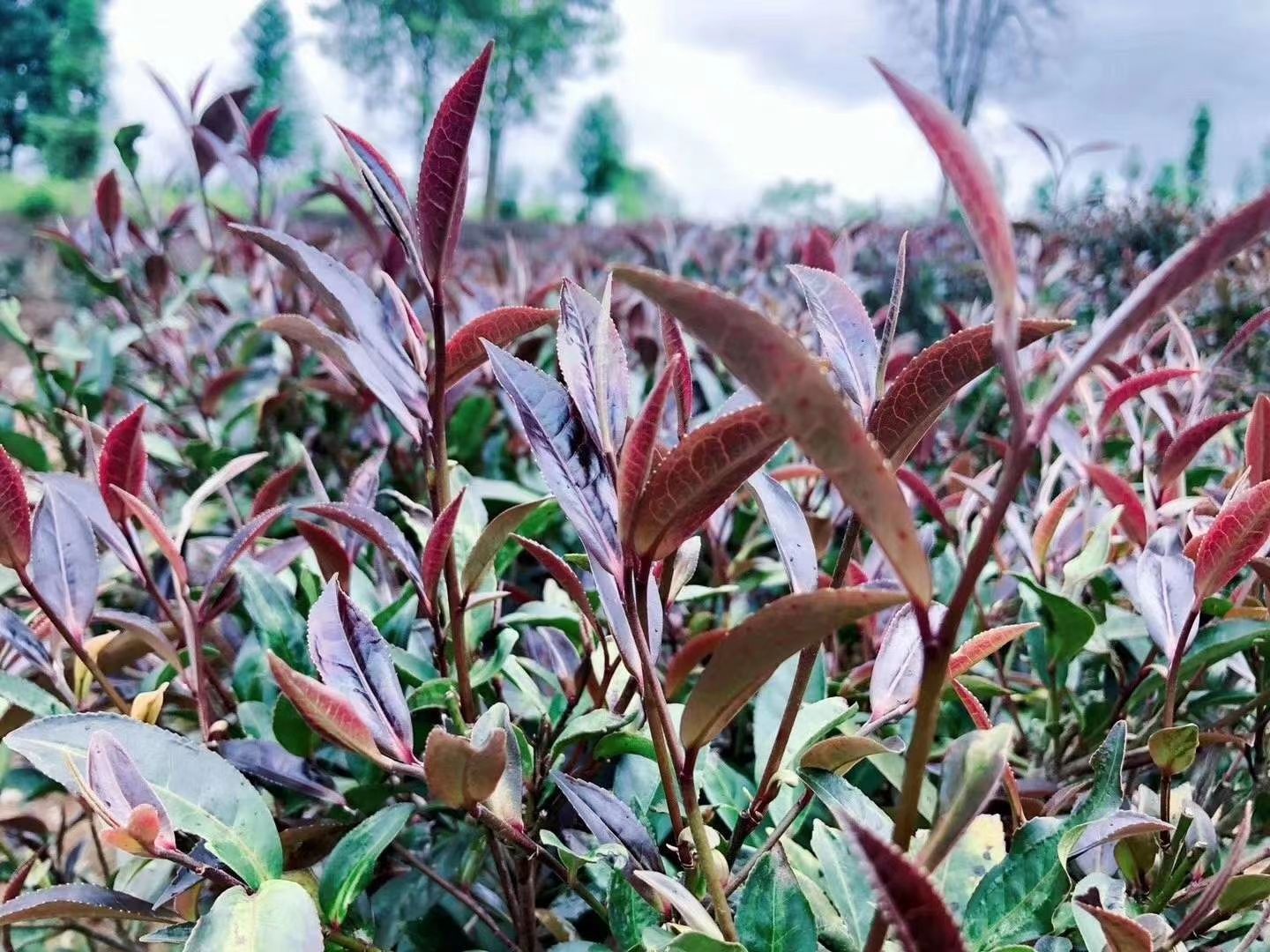 云南特色普洱茶中的紫娟茶