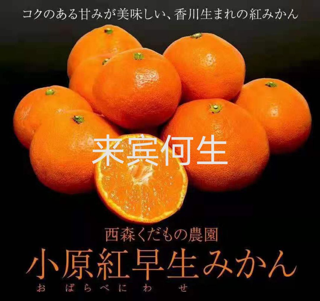 小原红早生柑橘苗
