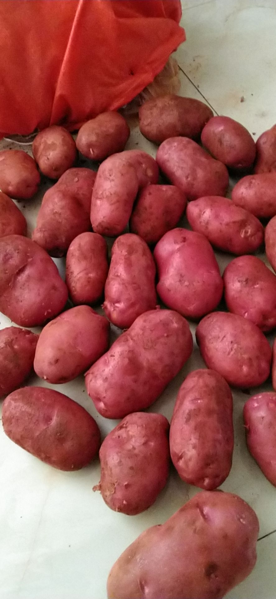 [青薯9号批发]青薯九号土豆,找买家价格1400元/吨 惠农网