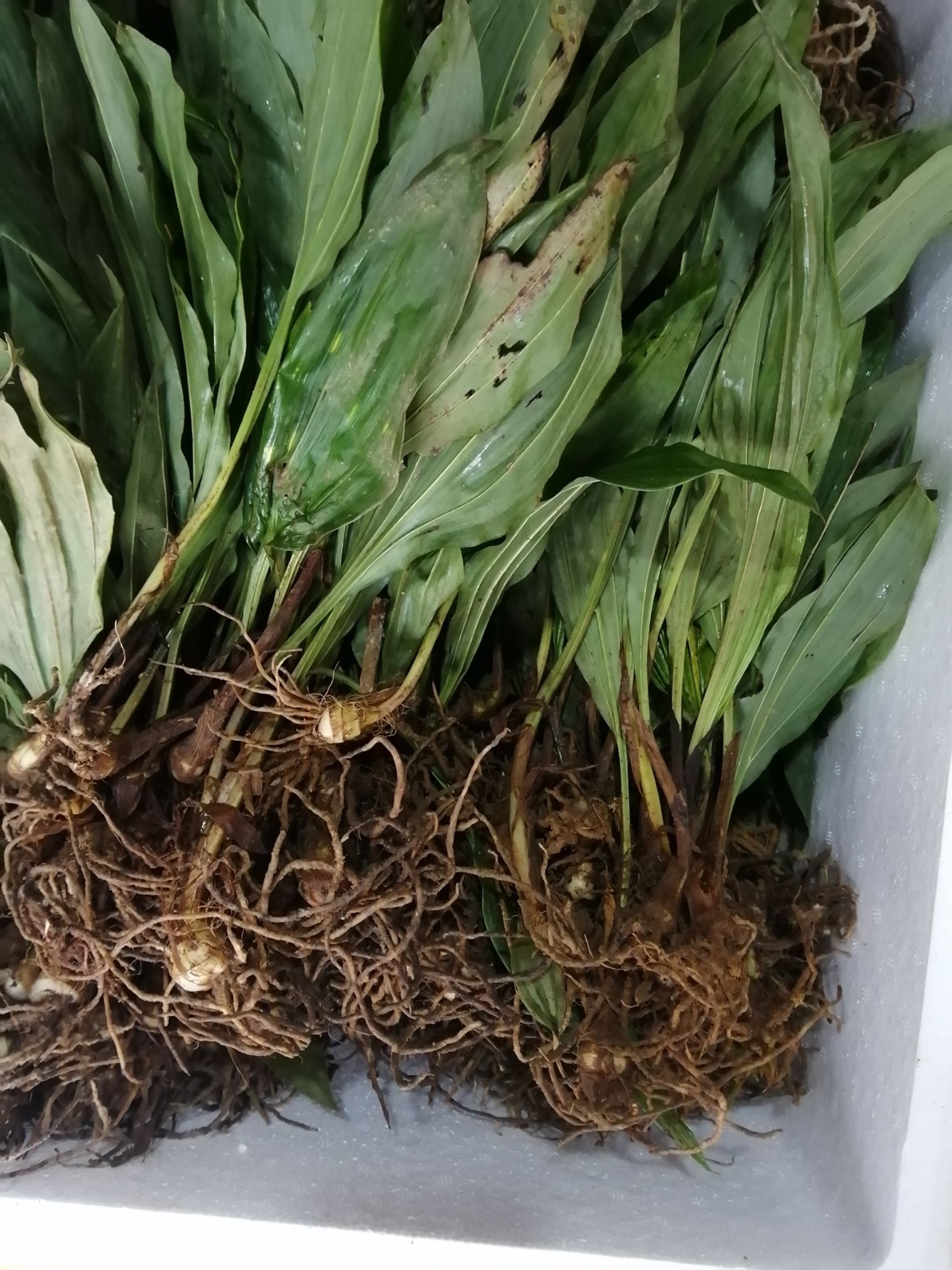 山慈菇 南方大叶子毛茨菇
