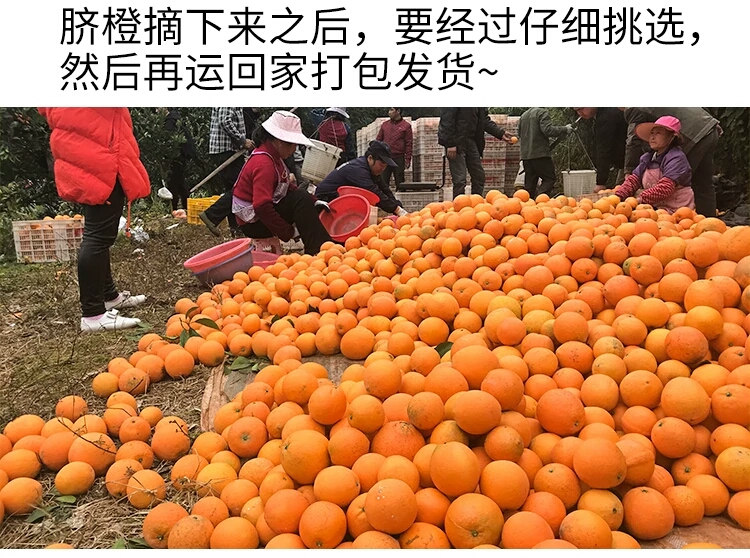 赣南脐橙寻乌脐橙果园直销5斤10斤20斤全国包邮一件代发