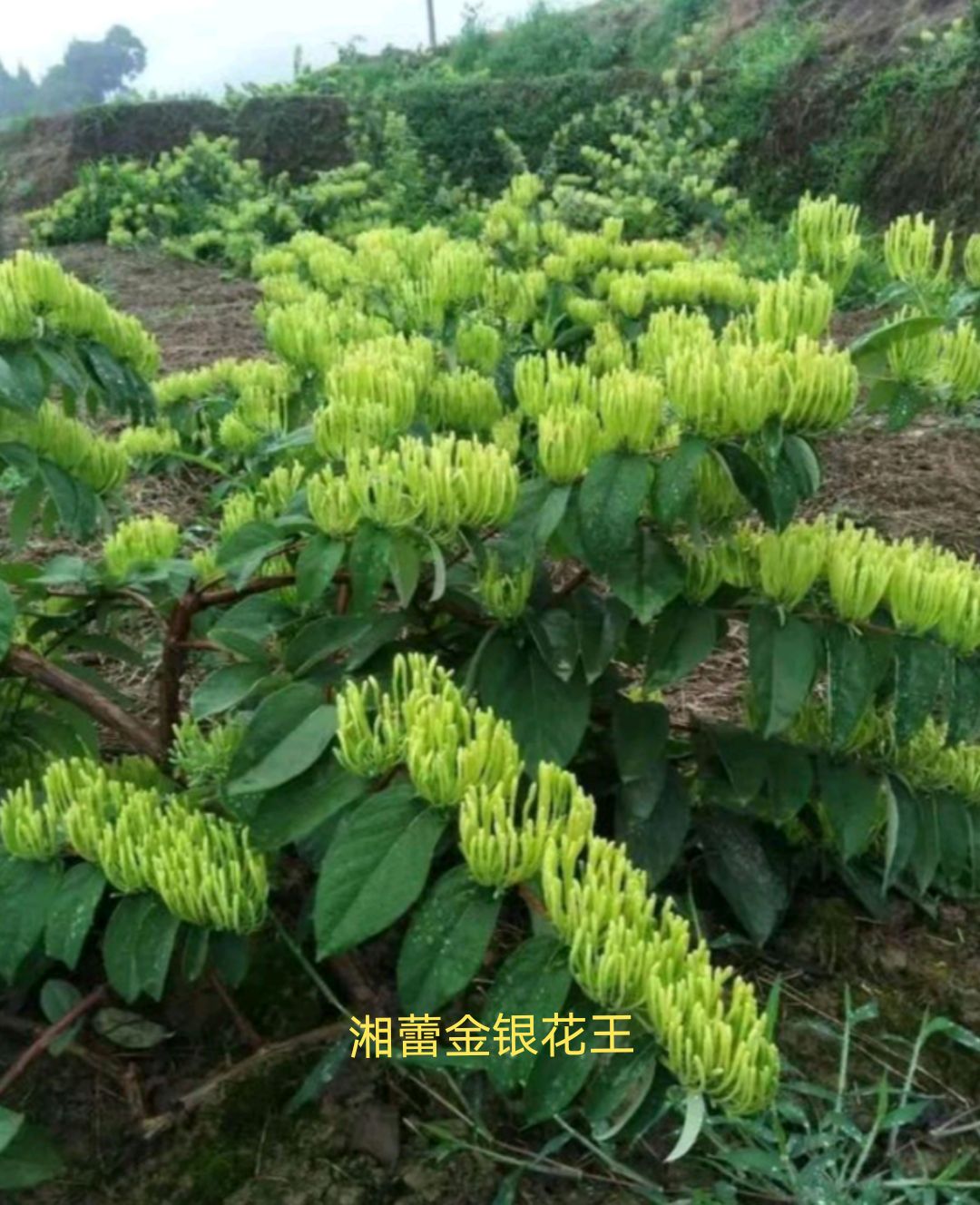 湘蕾一号金银花苗 金银花(寸苗)湘蕾金银花