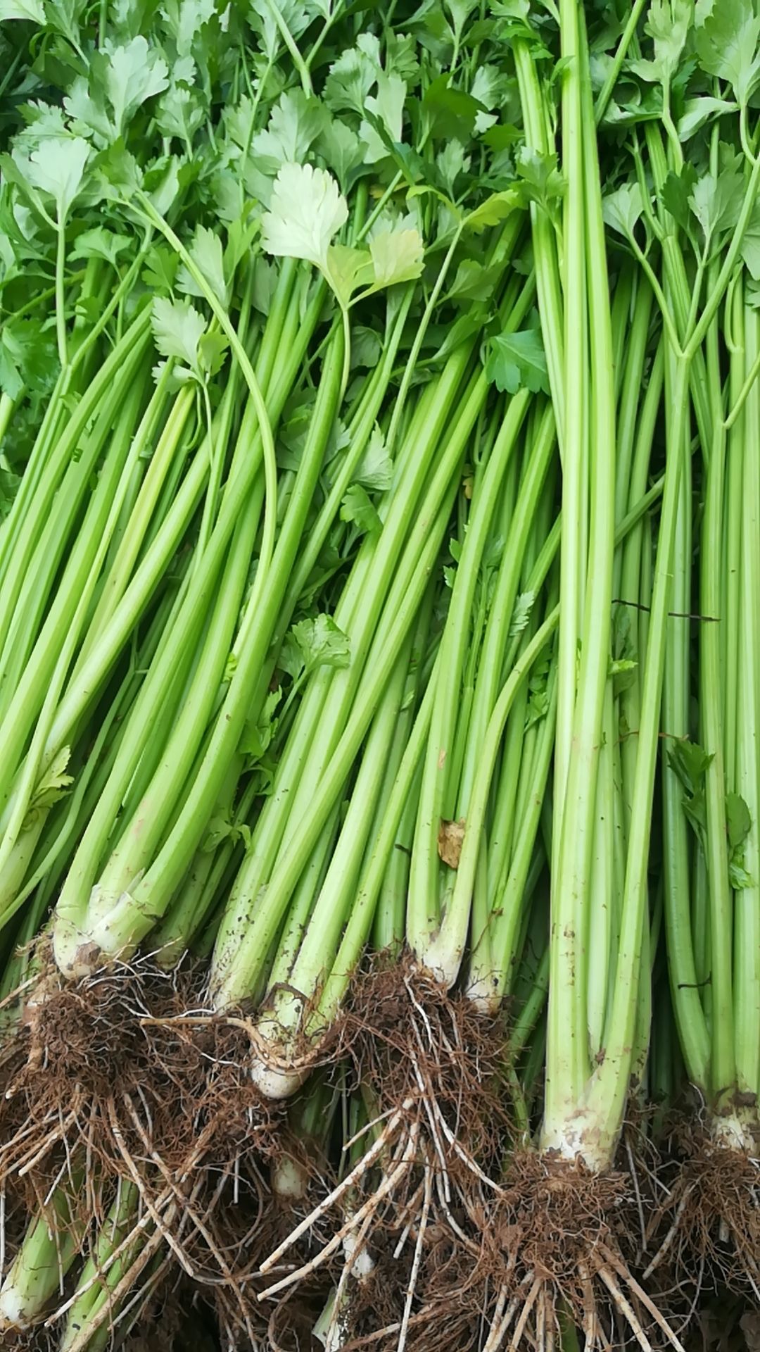 西芹 铁杆芹菜持续供货到腊月二十八