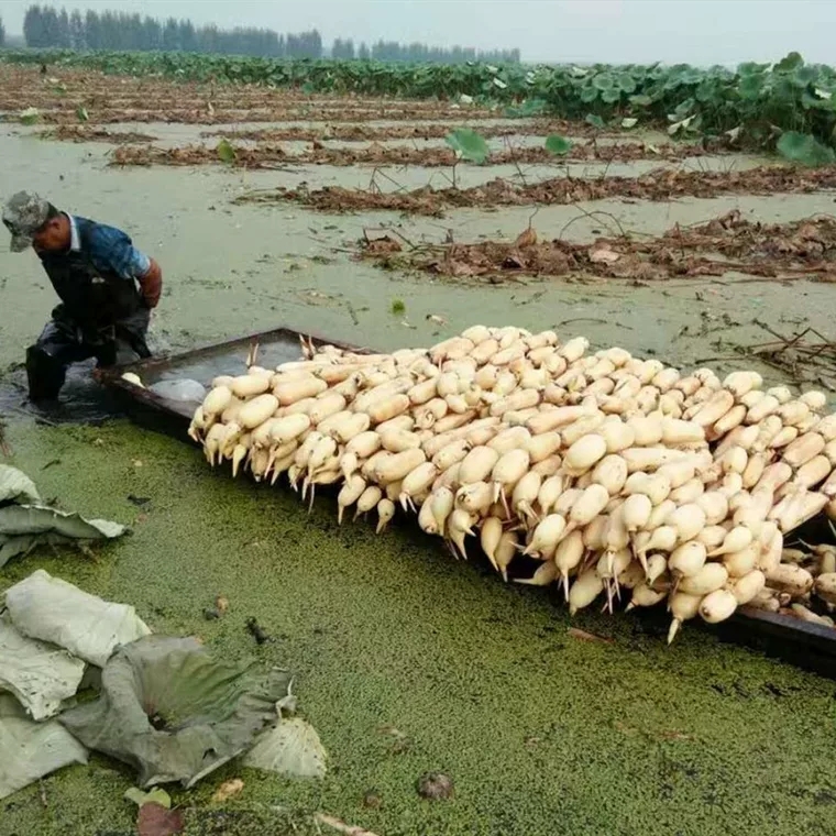 鄂莲10号藕苗 高产食用莲藕种苗南斯拉夫雪莲藕荷花莲花种子深浅水藕