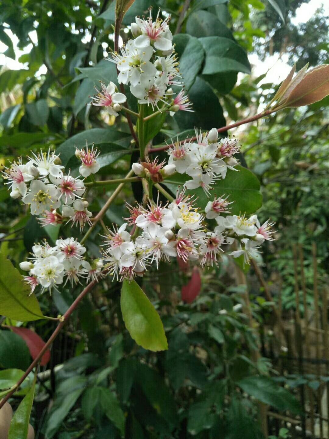 迎春花 春花,石斑木