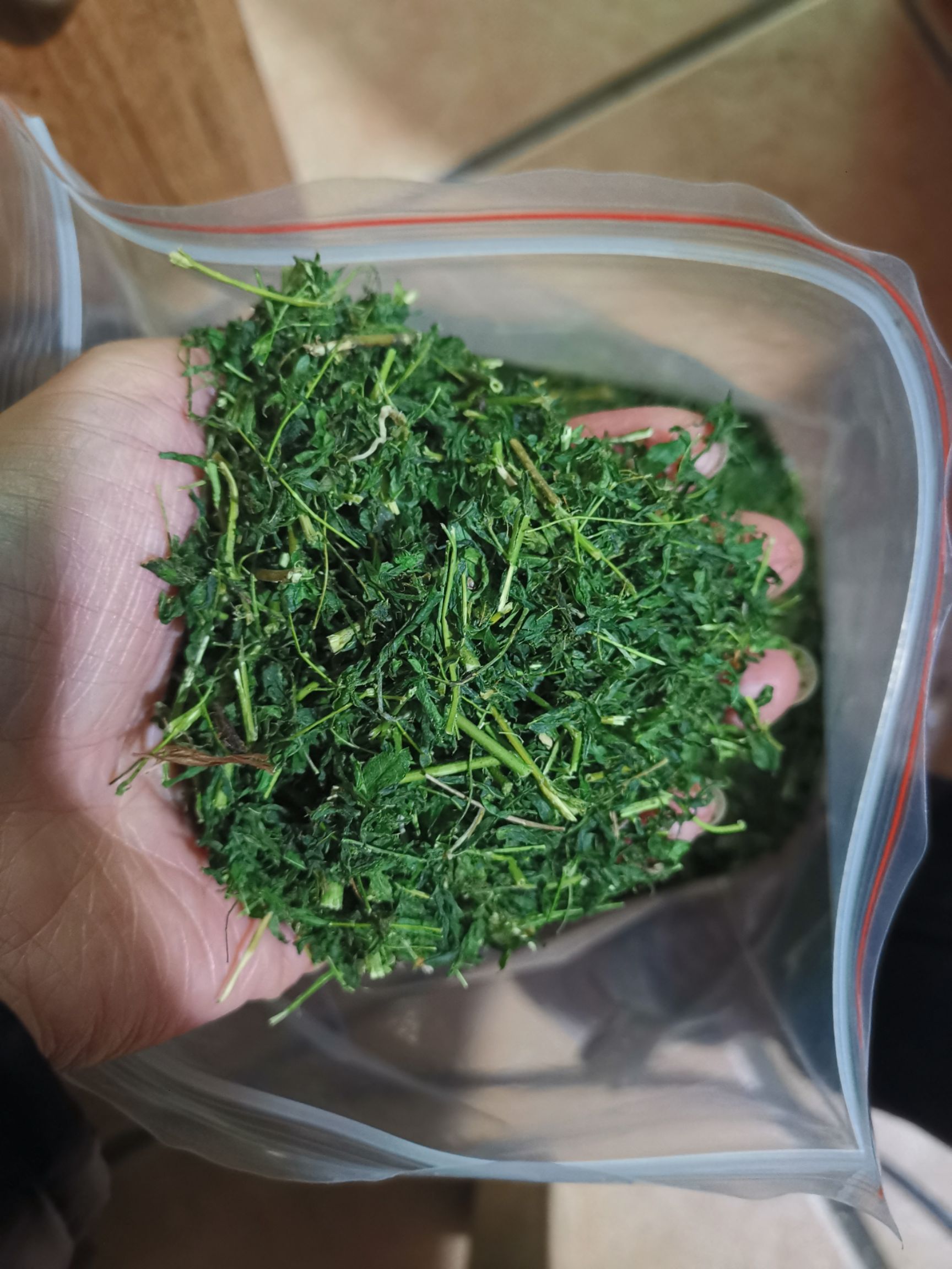相思藤叶 相思茶,养肝茶,护肝茶,量大优惠,4月底发货.