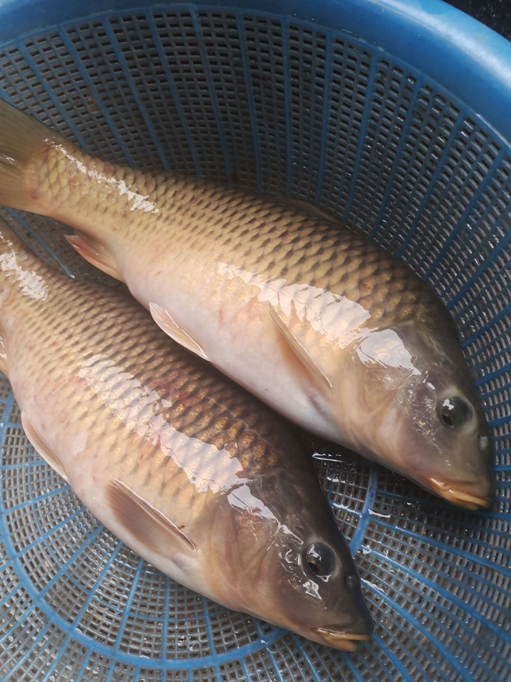 乌鲤鱼,大鲤鱼,权鱼.