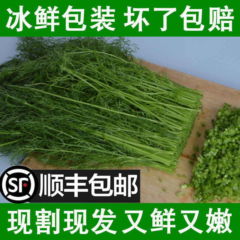 [小茴香批发] 顺丰包邮小茴香菜新鲜茴香苗回香菜荤香