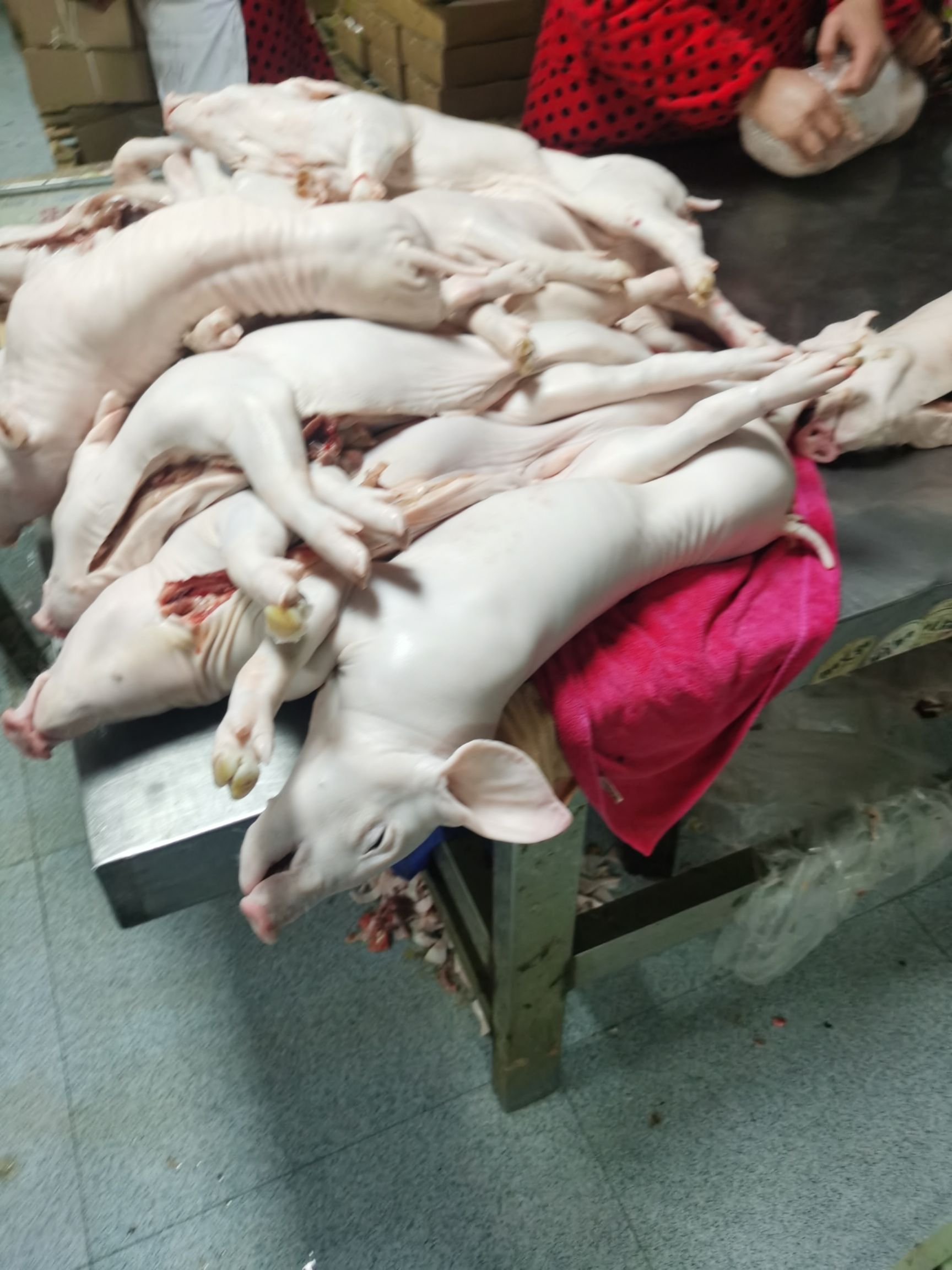 [整头猪批发]整头猪 精品冻乳猪,烤乳猪,冷乳猪,乳猪,脆皮乳猪价格13