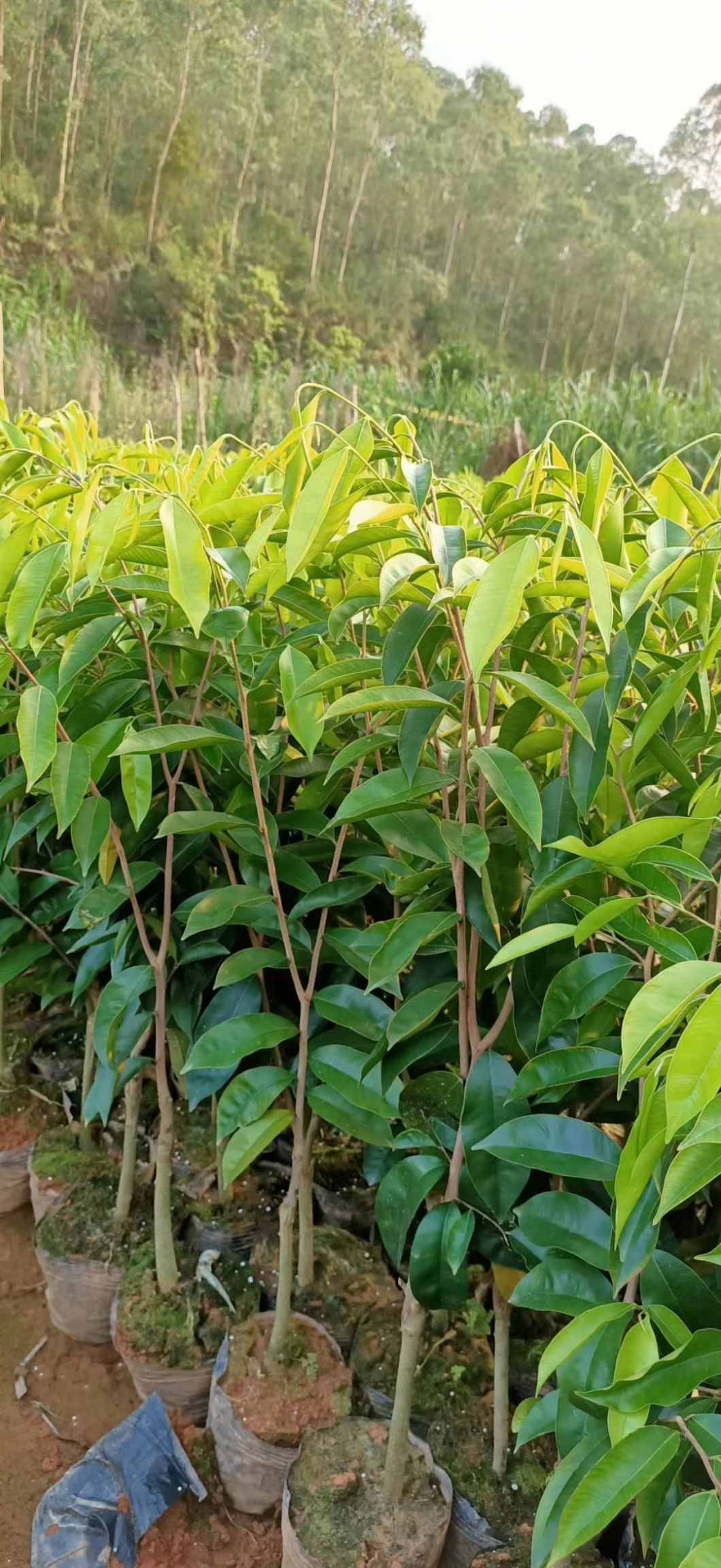 嫁接奇楠沉香树苗名贵品种庭院珍贵品种