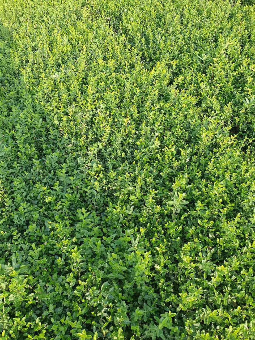 大叶扶芳藤盆栽苗 小叶扶芳藤爬行卫茅 山东青州扶芳藤种植基地