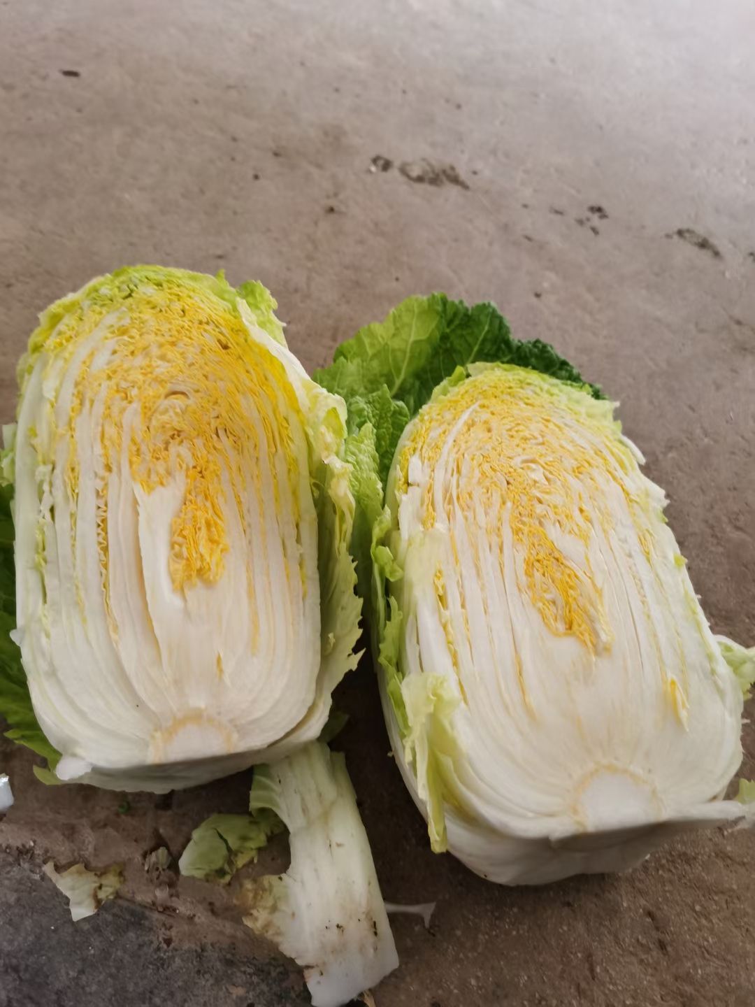 黄心大白菜 黄心白菜大量现货供应.
