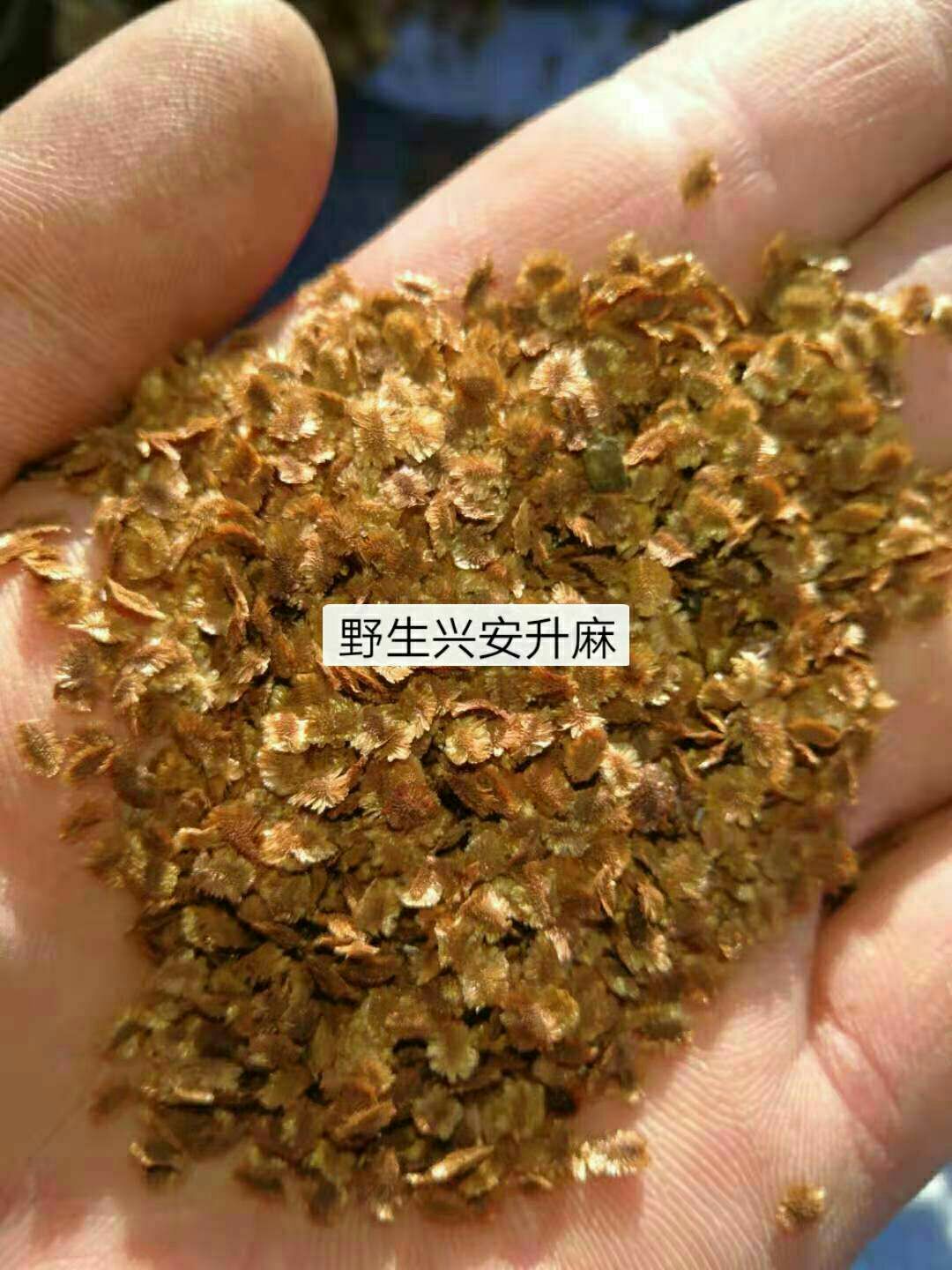 北升麻 升麻种子,优质.