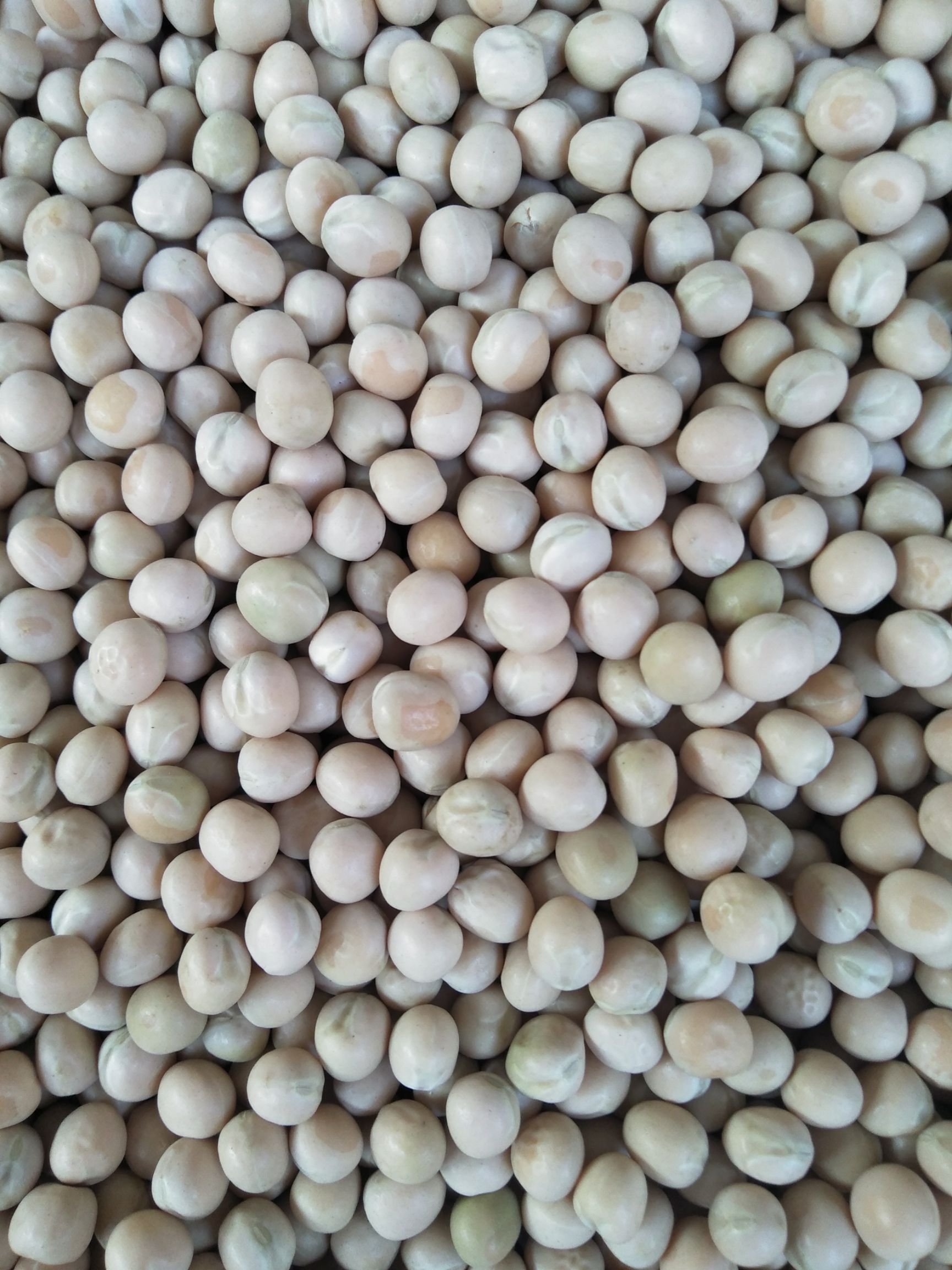 豌豆米 豌豆 大白豌豆